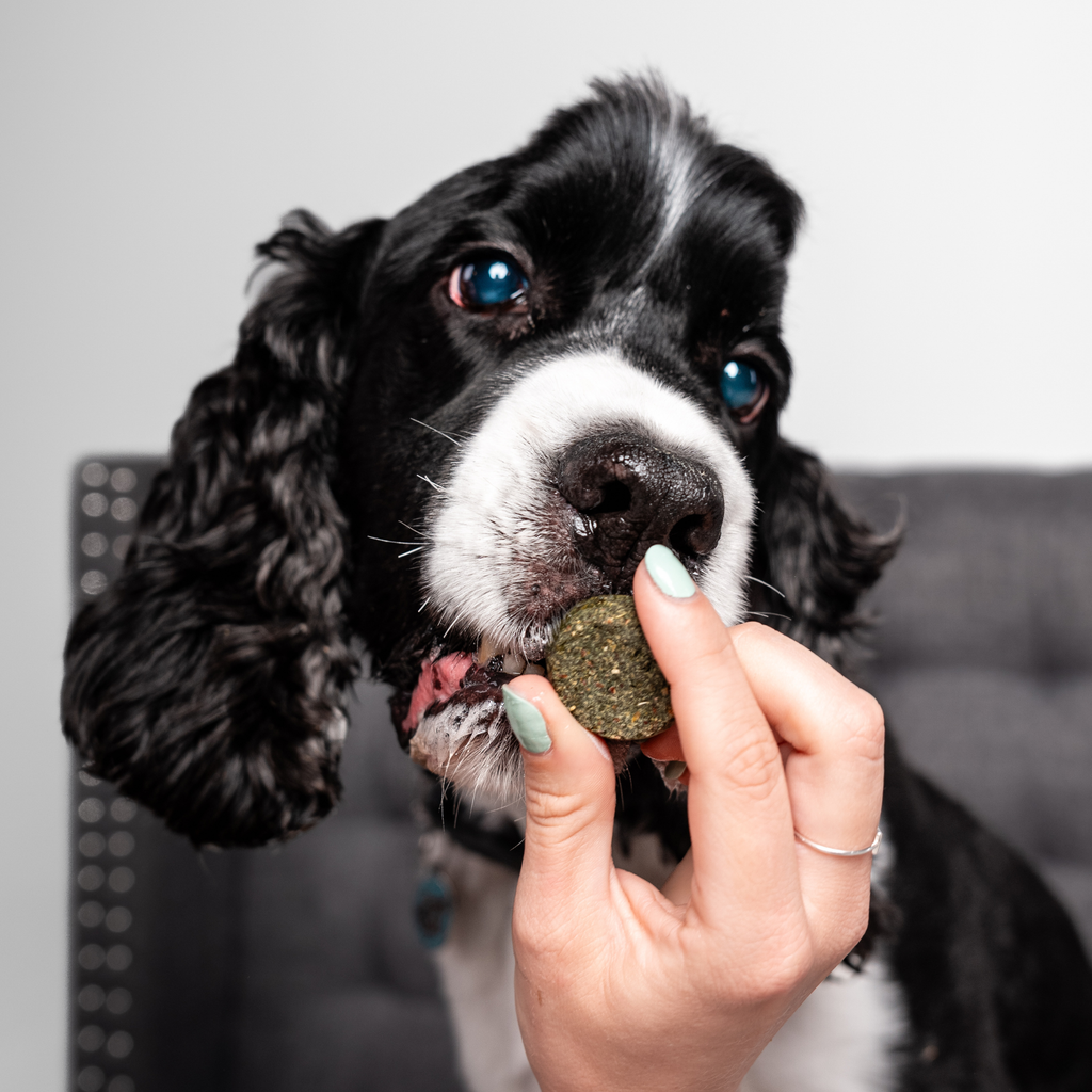 Protein Starter Pack Dog Treats – Cricket, Spirulina & Silver Carp