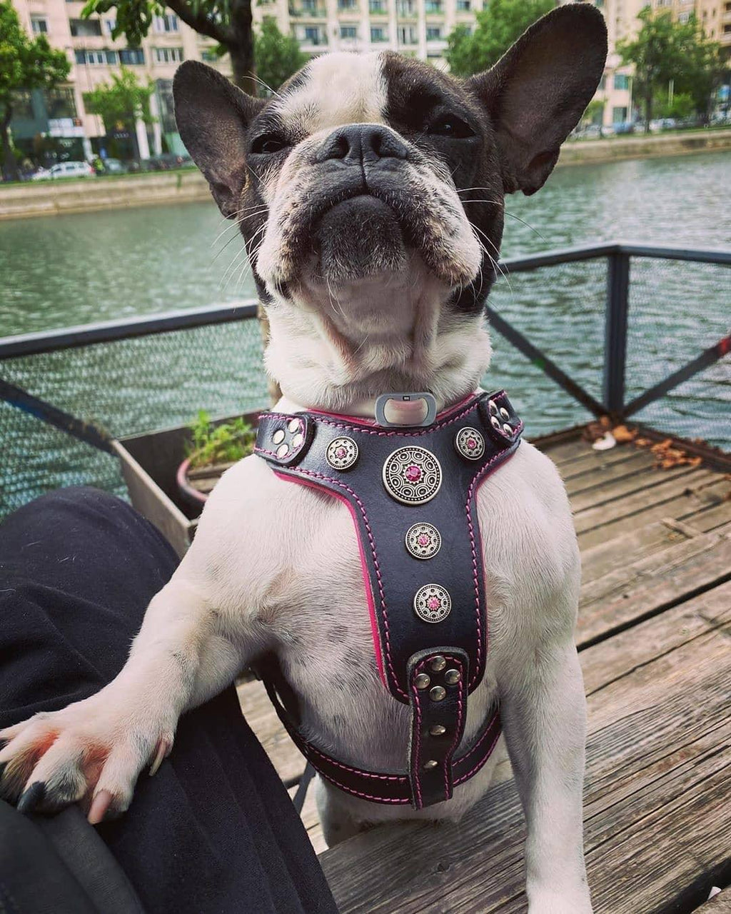Bestia Bijou Leather Dog Harness with Pink Rhinestones, Small–Medium