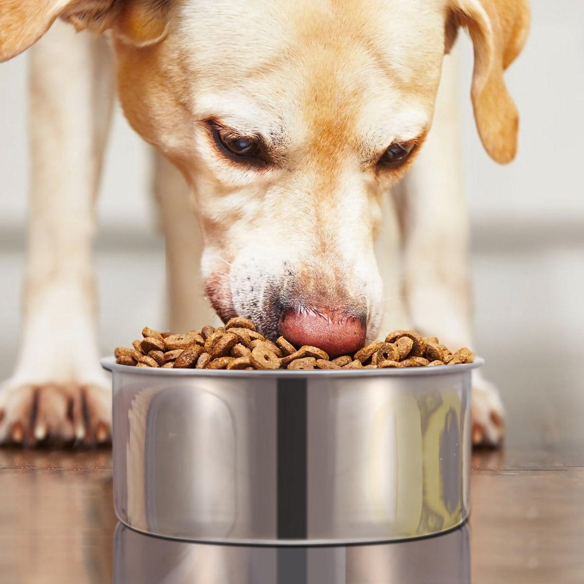 Hanging Stainless Steel Dog Bowl with Clamp Holder