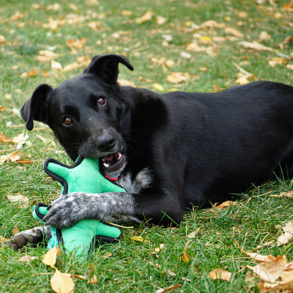 KONG Ballistic Alligator Durable Plush Dog Toy with Squeaker