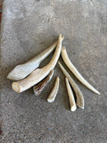 Small Natural Antler Dog Chew (2–4 Inches)