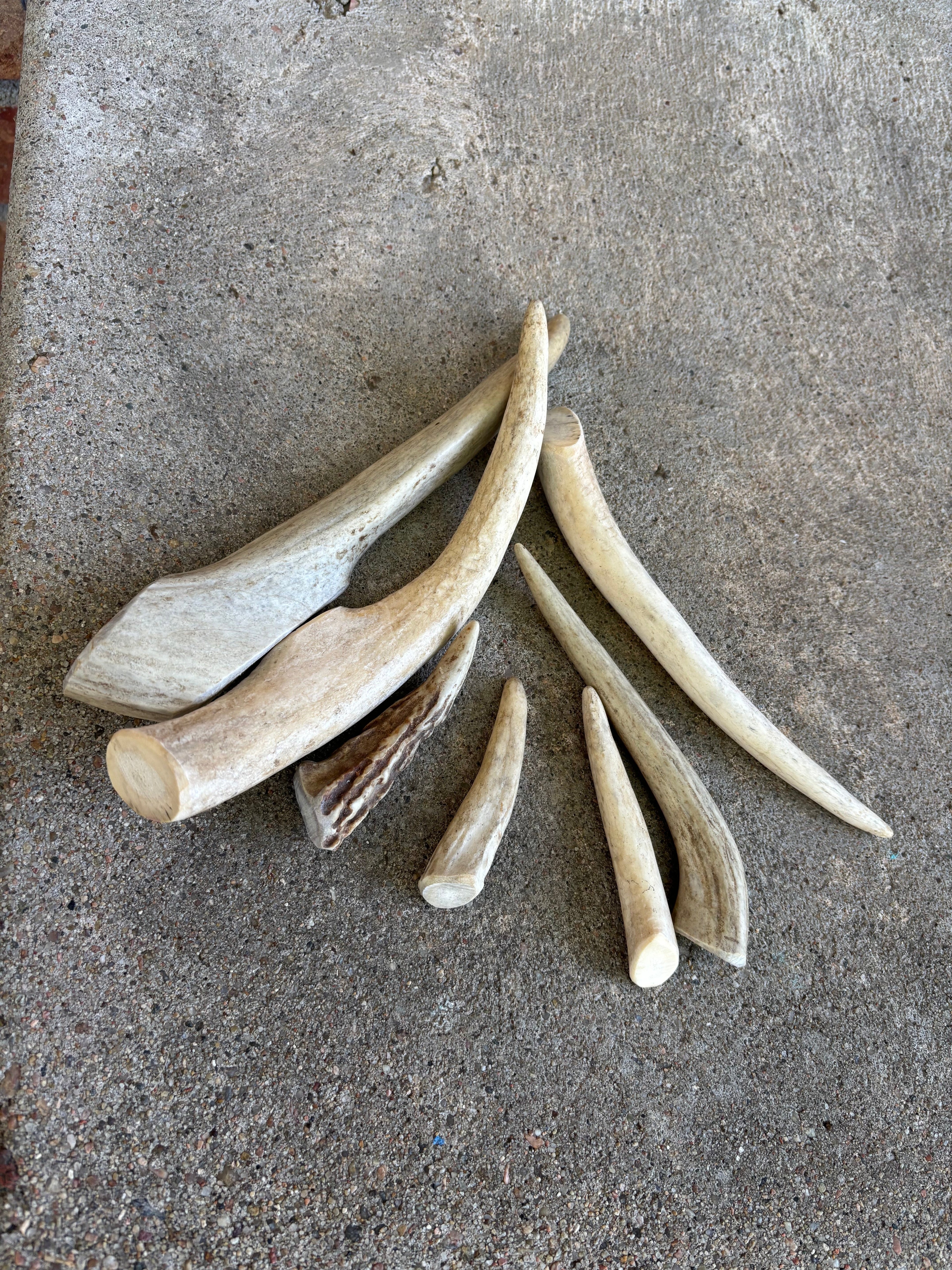 Medium Antler Dog Chew, 5–7 Inch Natural Chew for Strong Chewers