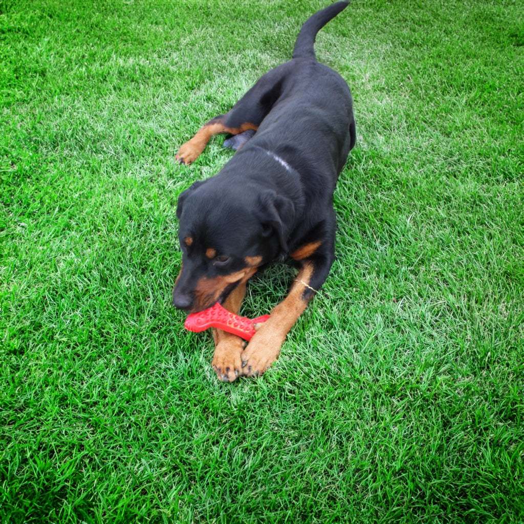 Durable Rubber Dog Chew Toy for Tough Chewers