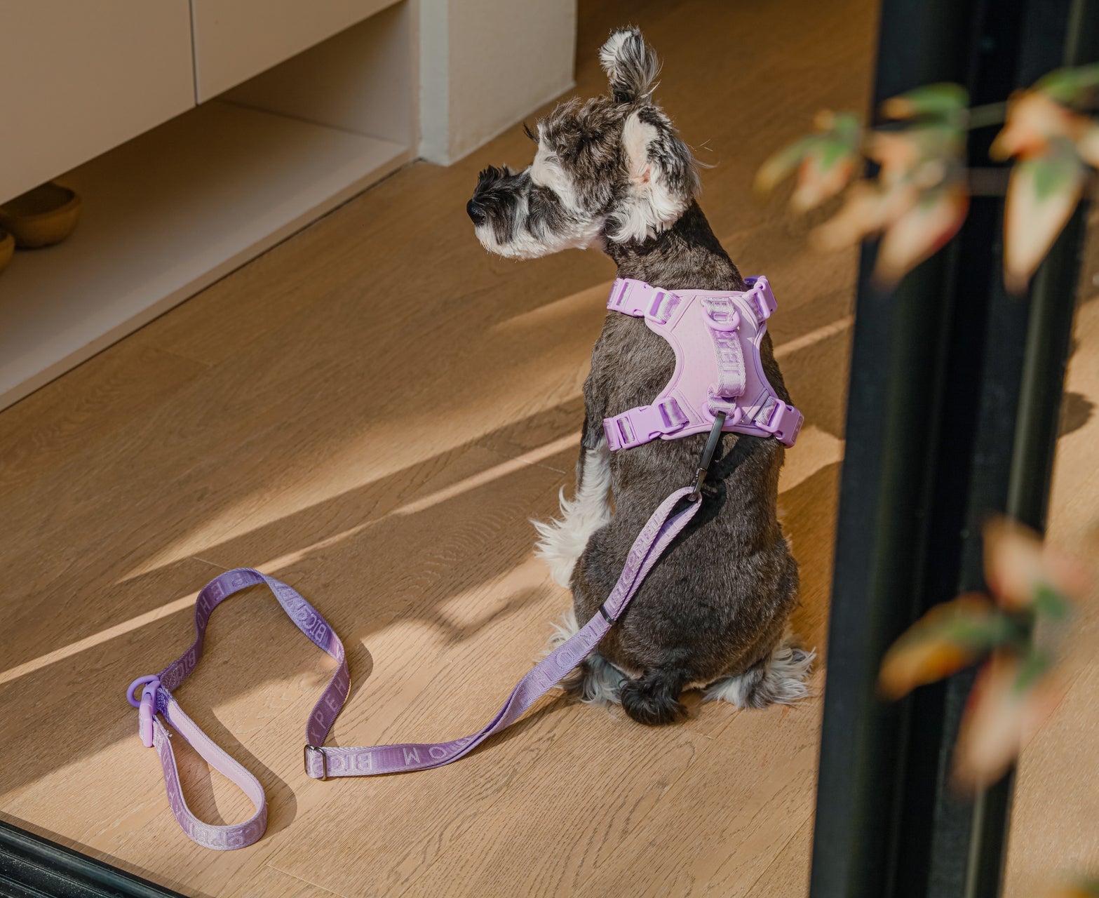 Durable Dog Leash with Padded Handle – Apricot, Mint Purple, Mint Green
