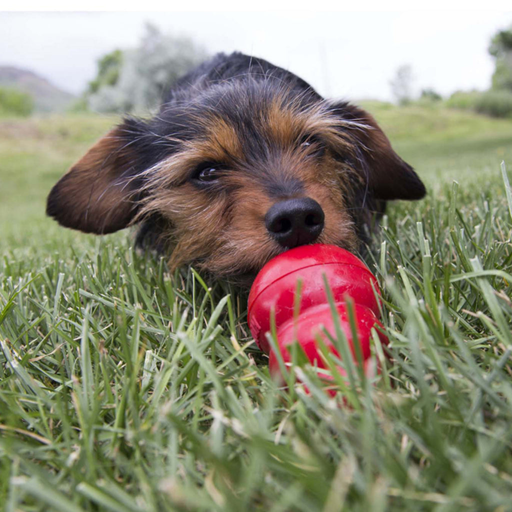 KONG Easy Treat Dog Toy Filler, 8 oz