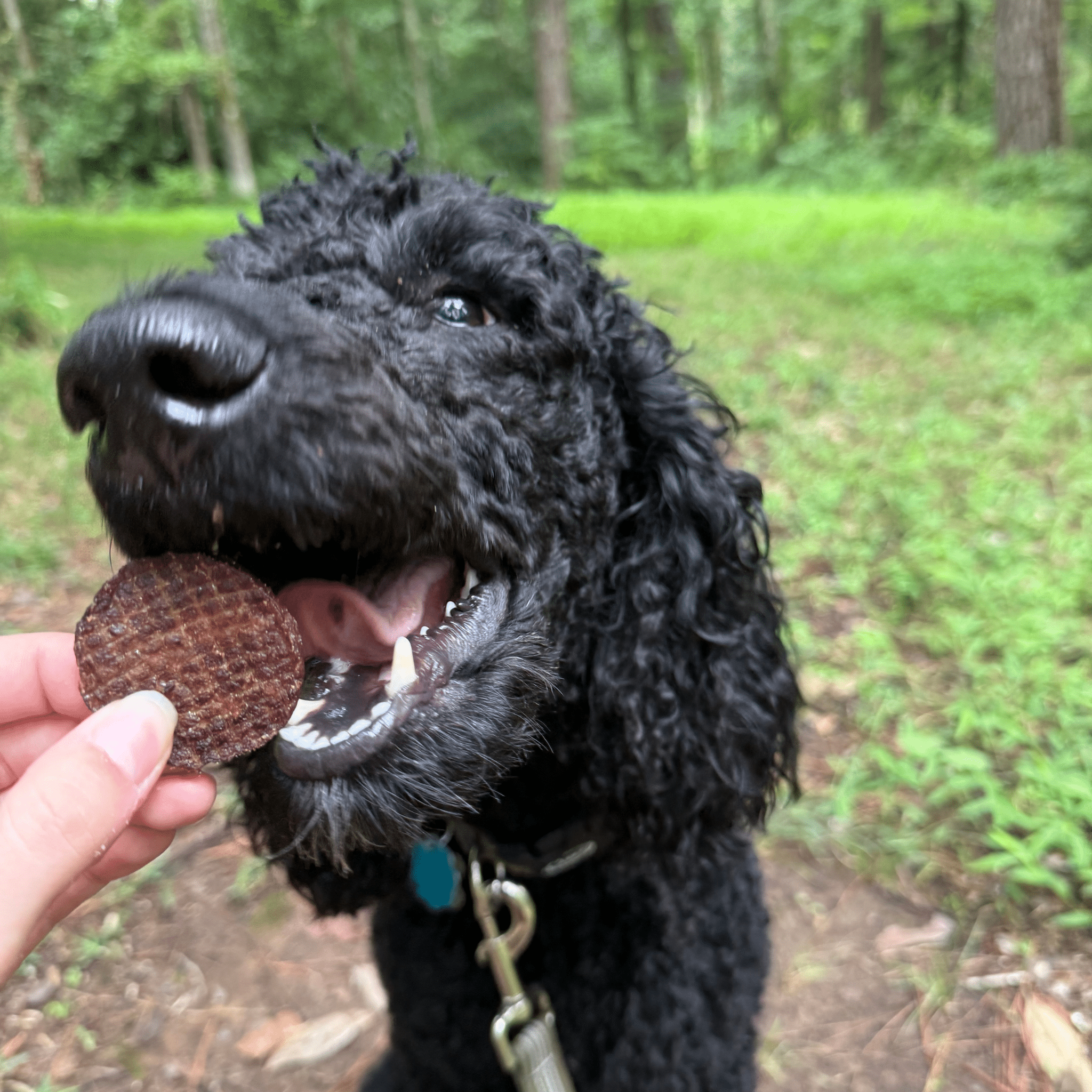 Farm to Pet Beef Chips Dog Treats – Single Ingredient, 100% Beef