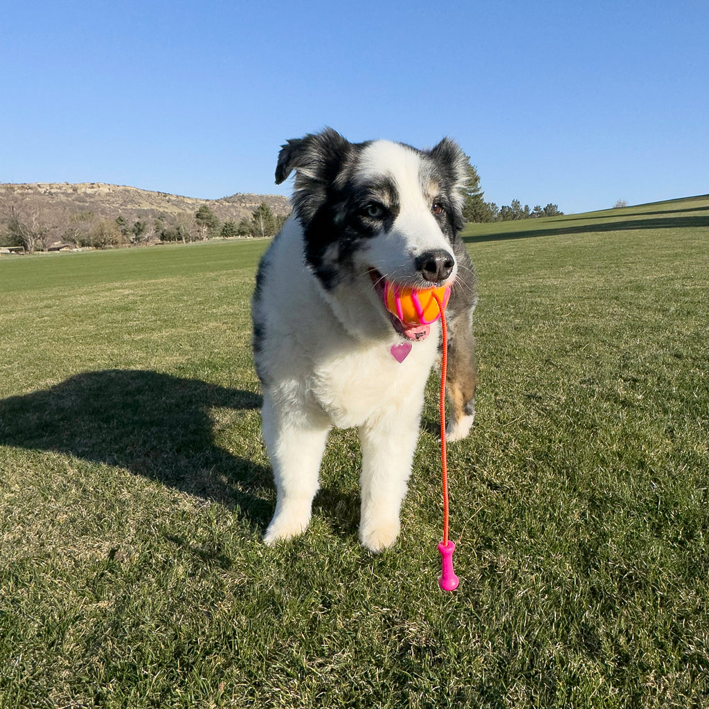 KONG Bunji High-Viz Ball with Bungee Launcher for Dogs