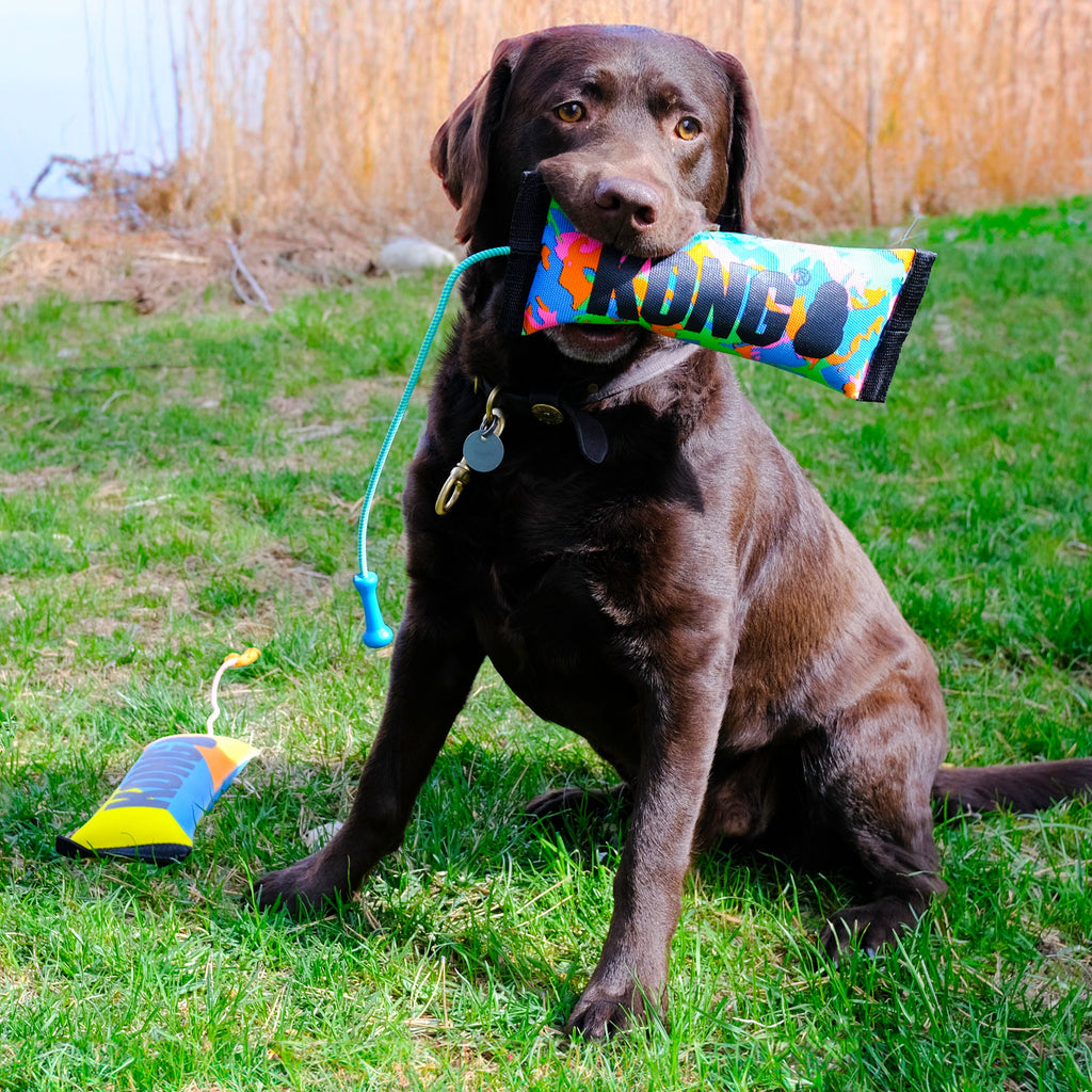 KONG Bunji High-Viz Bumper Dog Fetch Toy with Squeaker