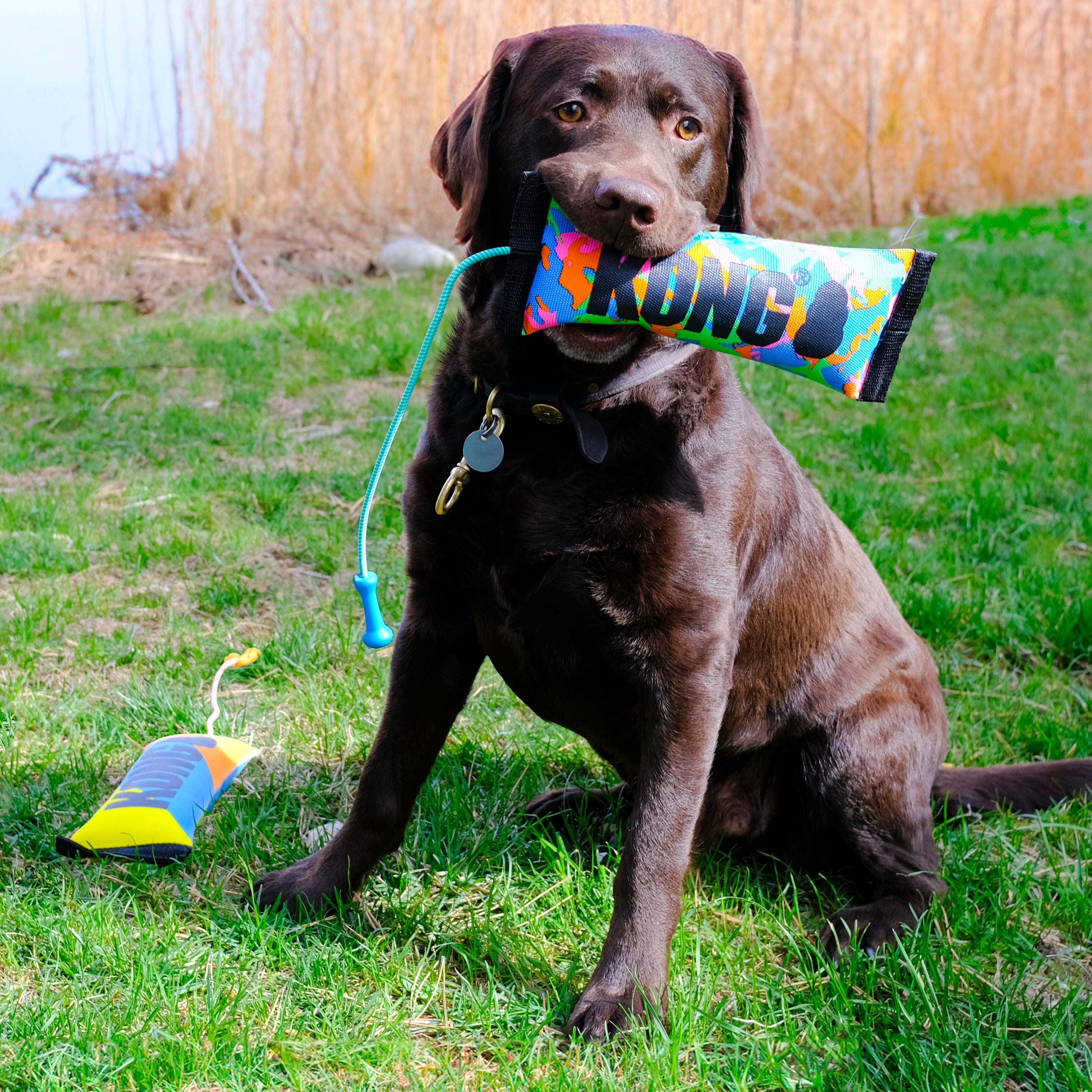 KONG Bunji High-Viz Bumper Dog Fetch Toy with Squeaker