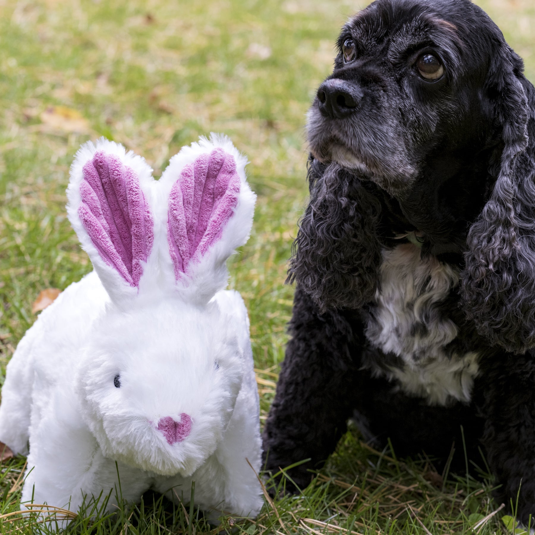 Squooshie Bunny Plush Dog Toy with Tuffut Technology, 14-Inch