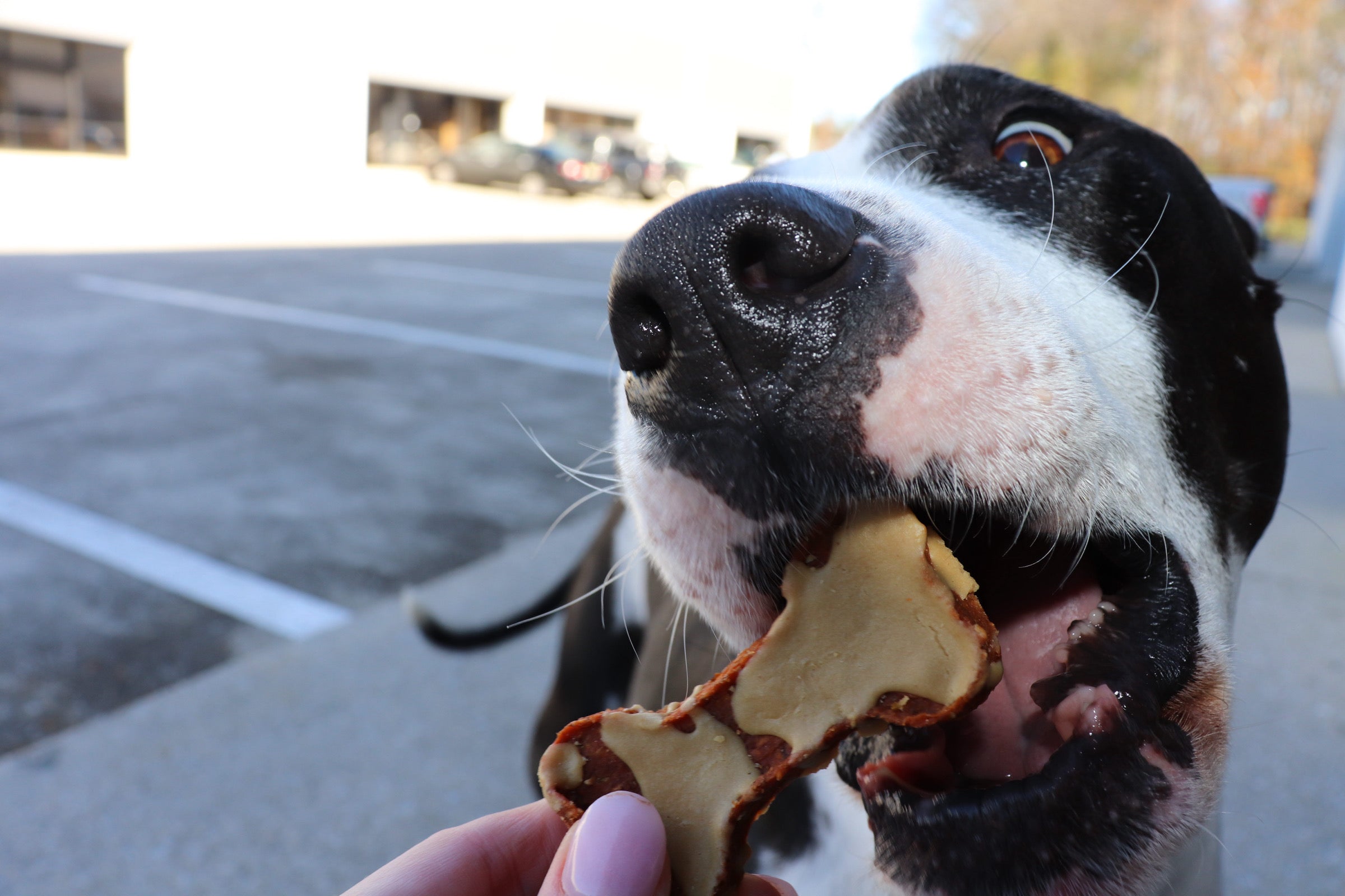 Cheesy Sweet Potato Bones Dog Treats