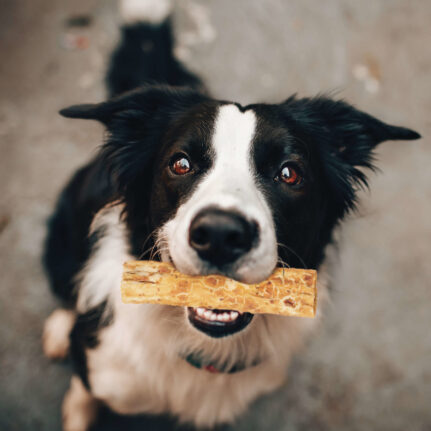 Nothin’ to Hide Chicken Coated Dog Chews