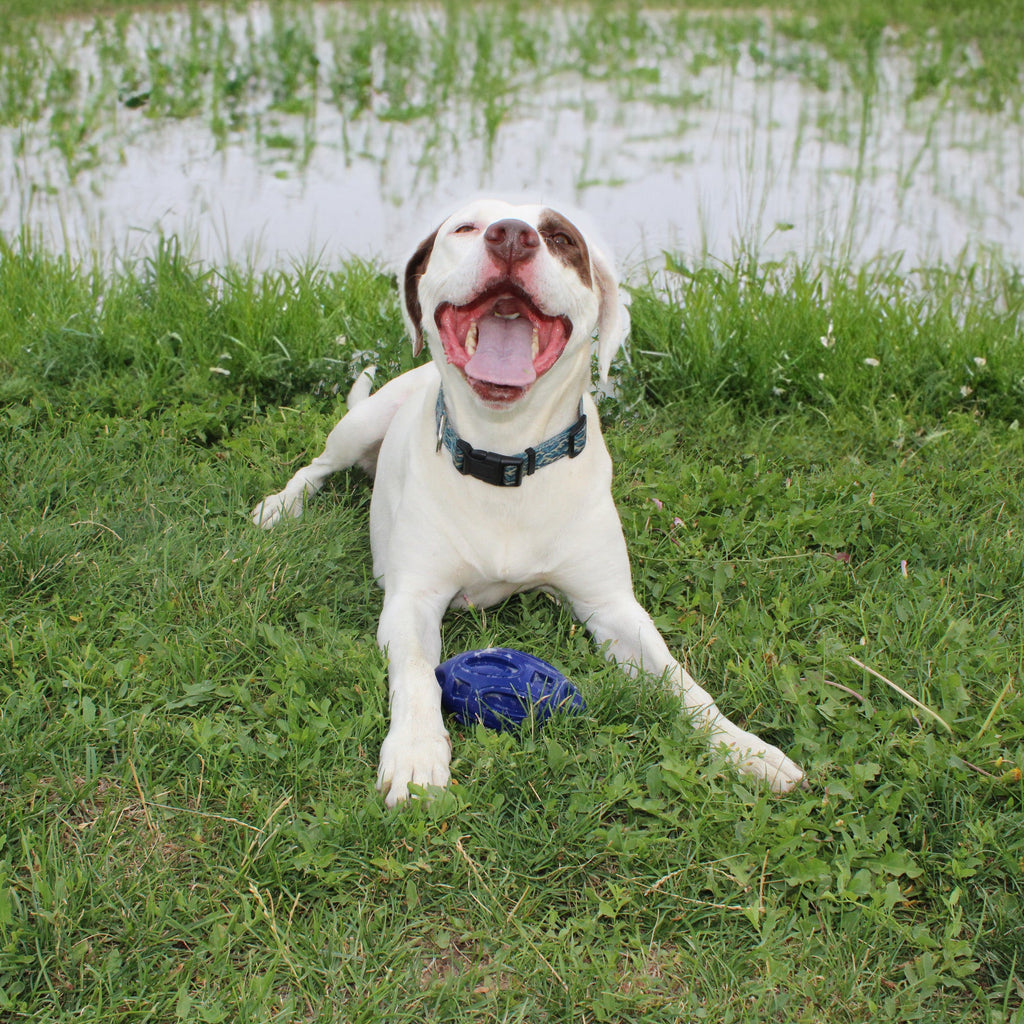 Heavy-Duty Rubber Dog Chew Toy with Squeaker