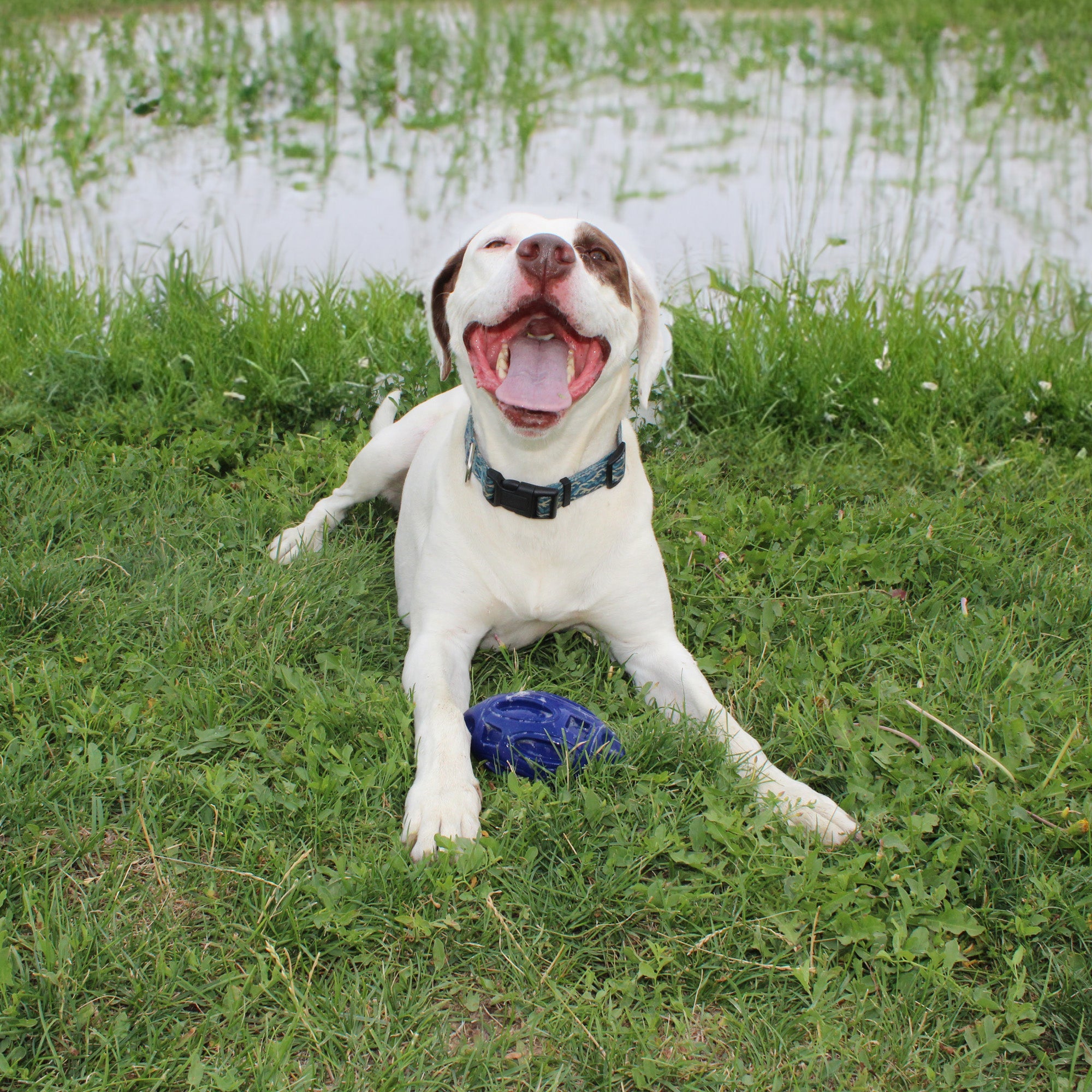 Heavy-Duty Rubber Dog Chew Toy with Squeaker