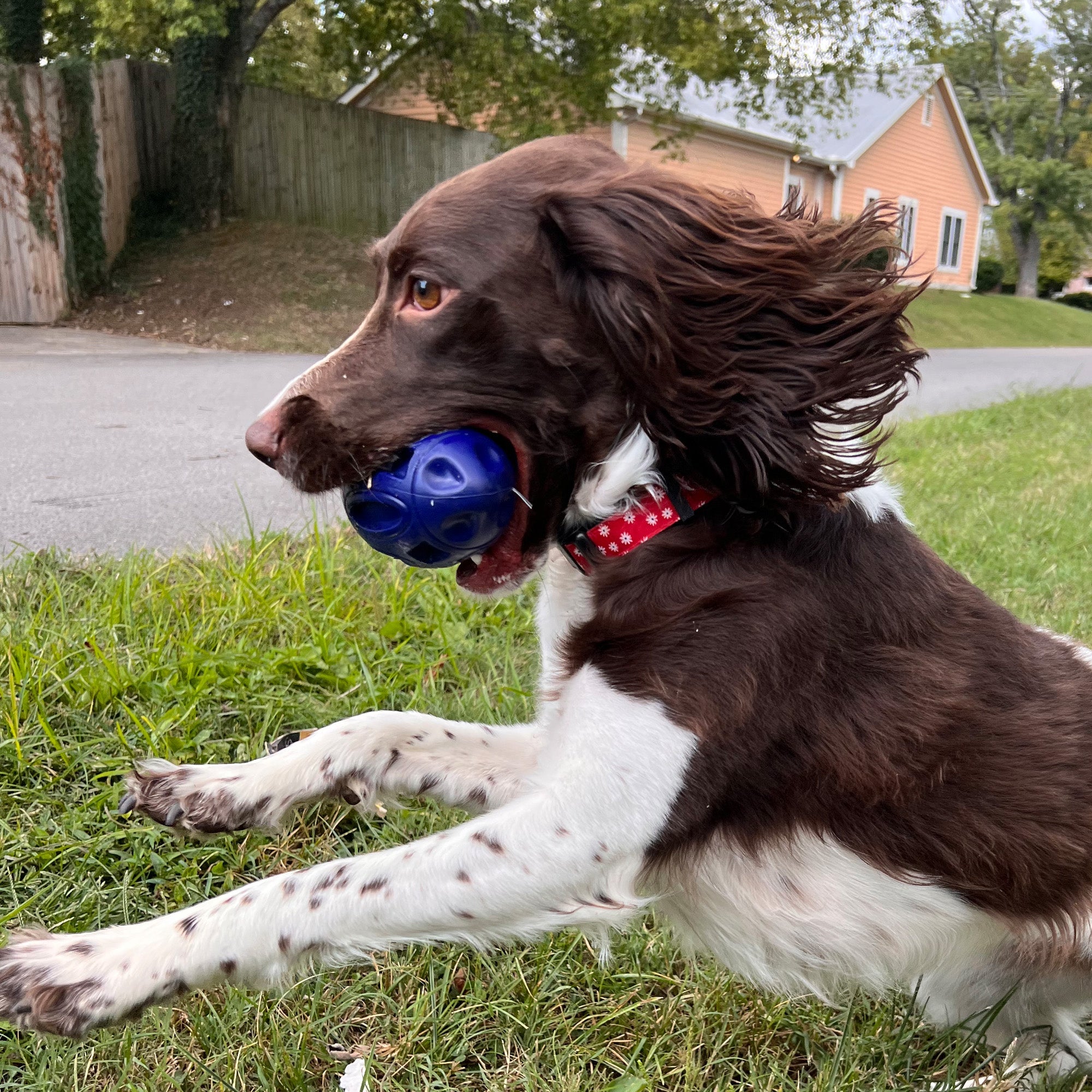 Heavy-Duty Rubber Dog Chew Toy with Squeaker