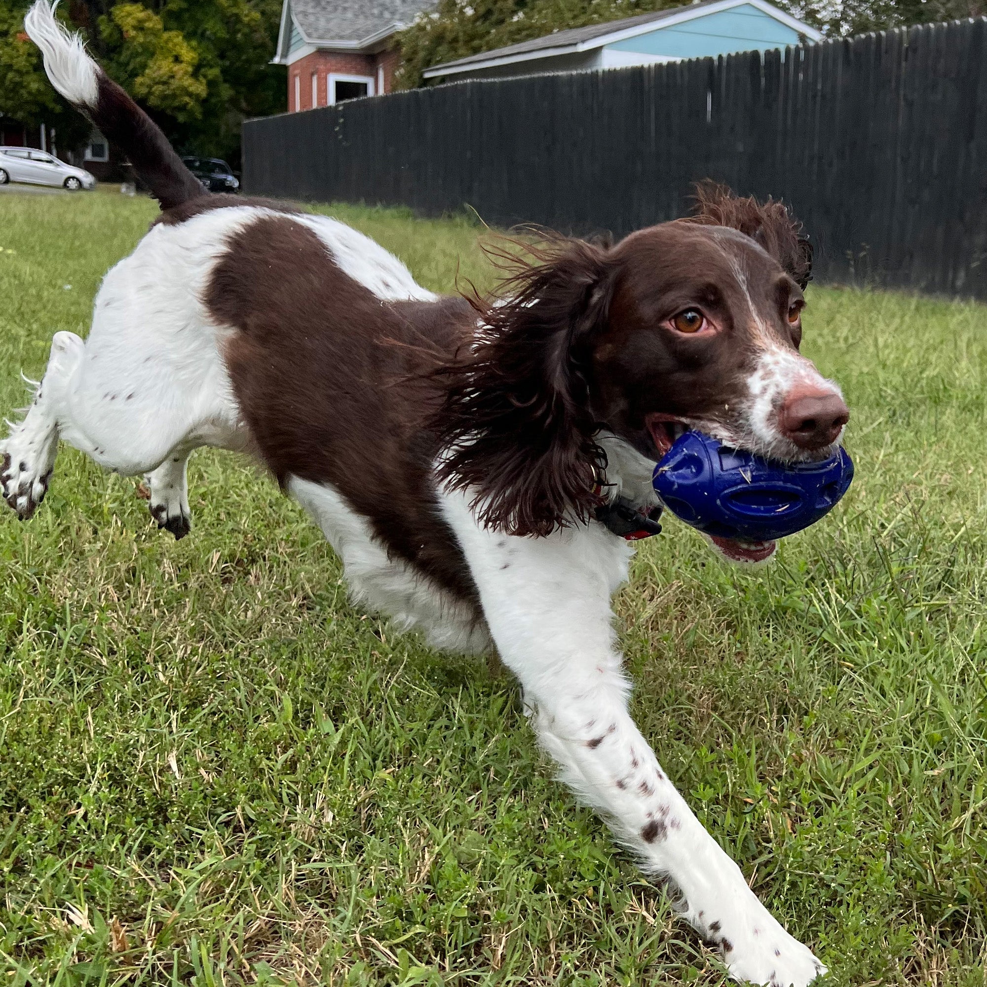 Heavy-Duty Rubber Dog Chew Toy with Squeaker