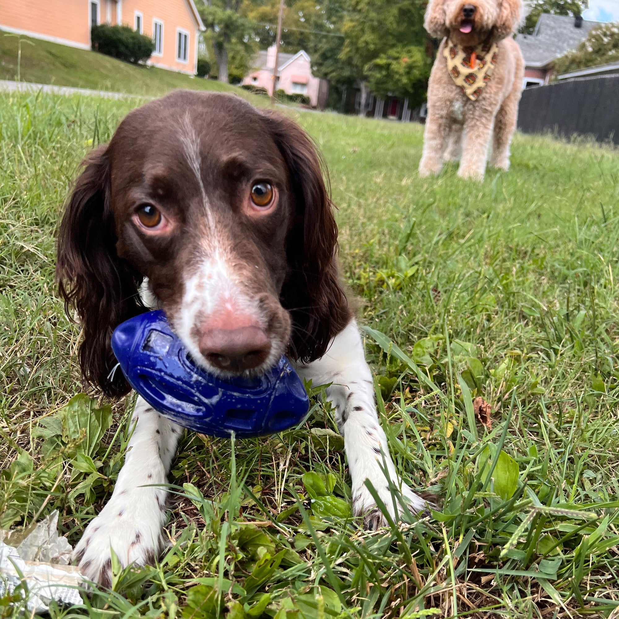 Heavy-Duty Rubber Dog Chew Toy with Squeaker