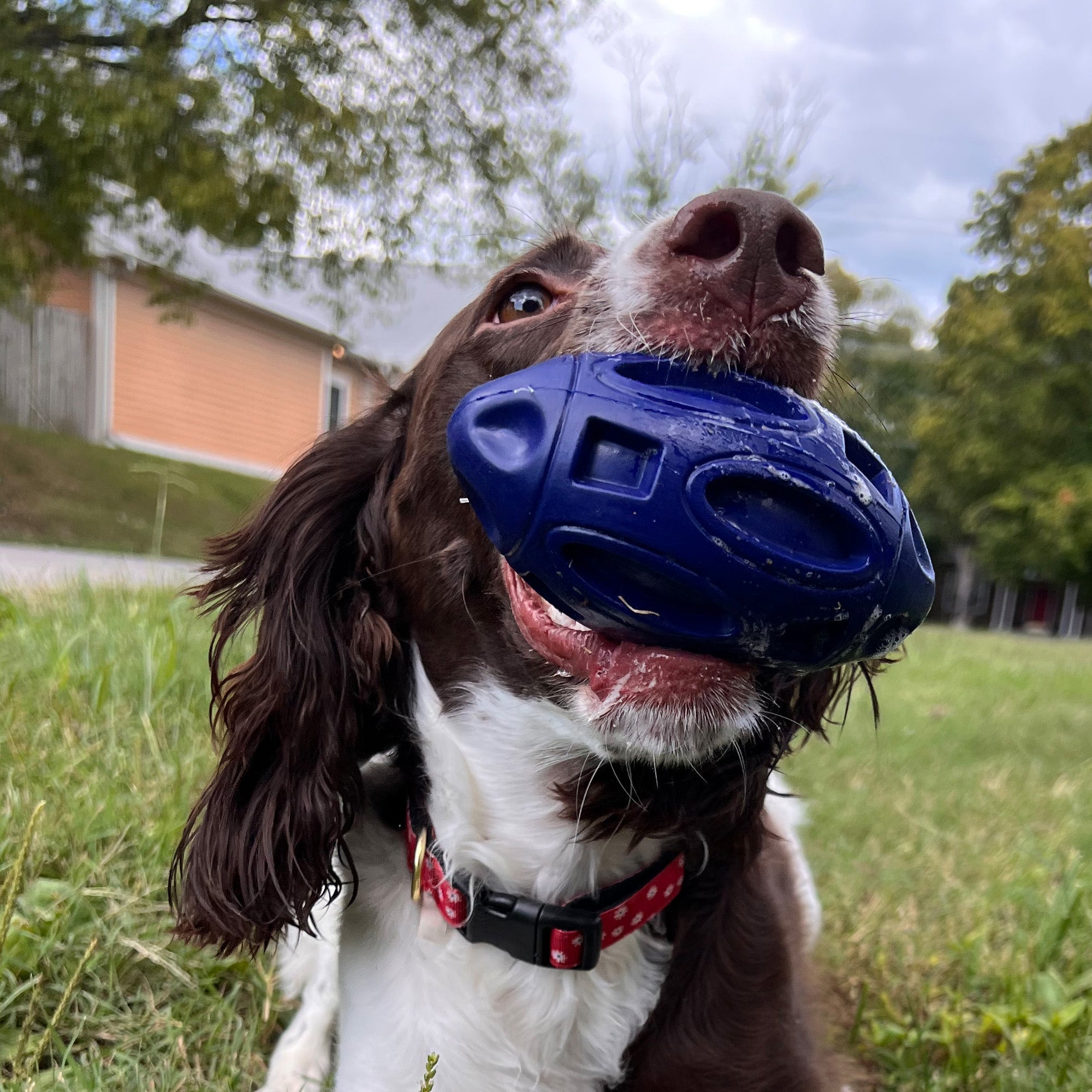 Heavy-Duty Rubber Dog Chew Toy with Squeaker