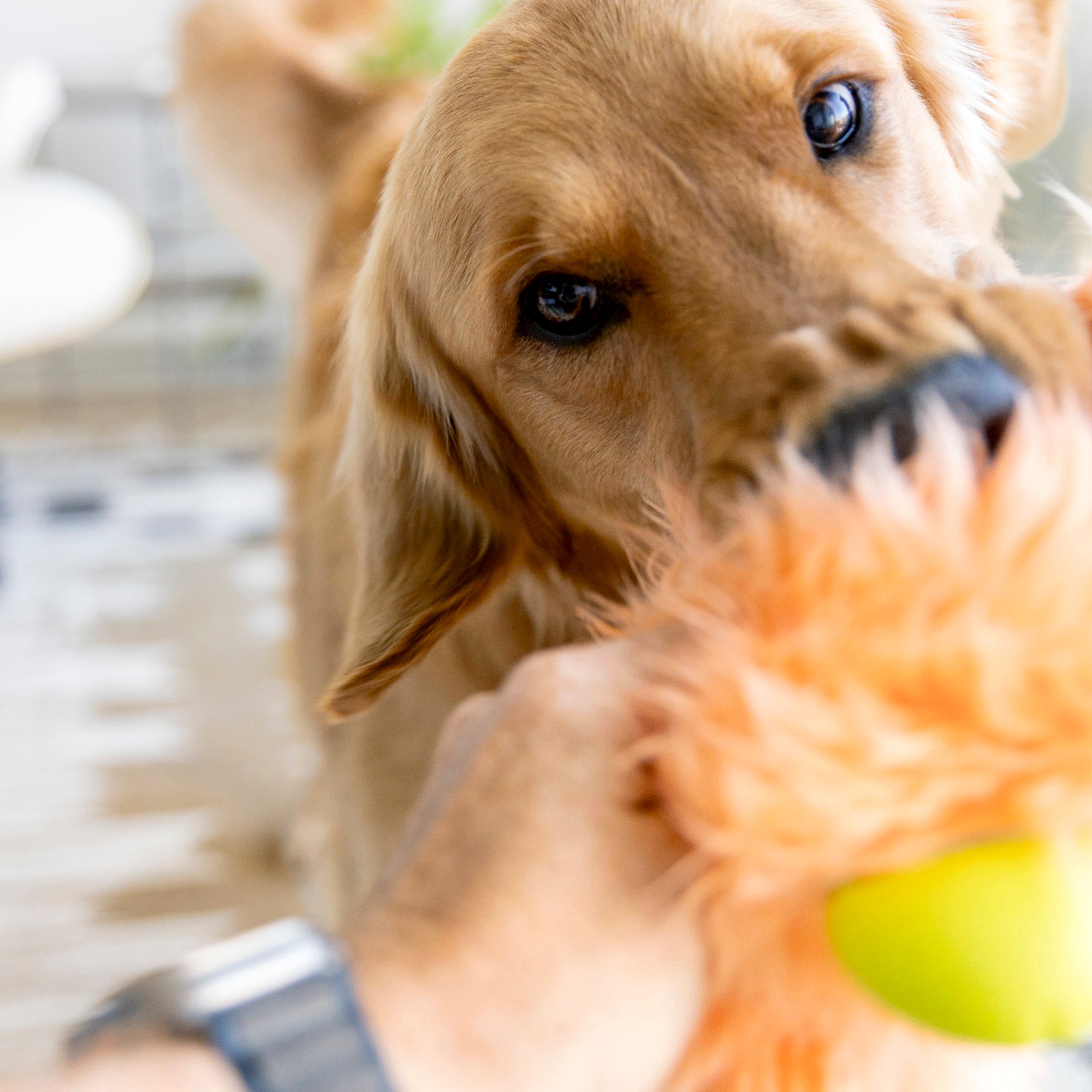 Rowdies Durable Plush Dog Toy for Active Chewers