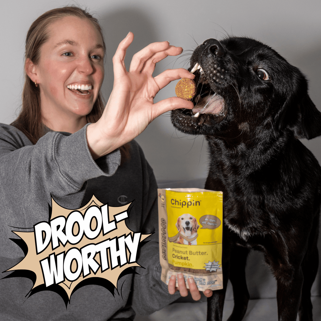 Oven-Baked Cricket Protein Dog Treats with Pumpkin & Oats
