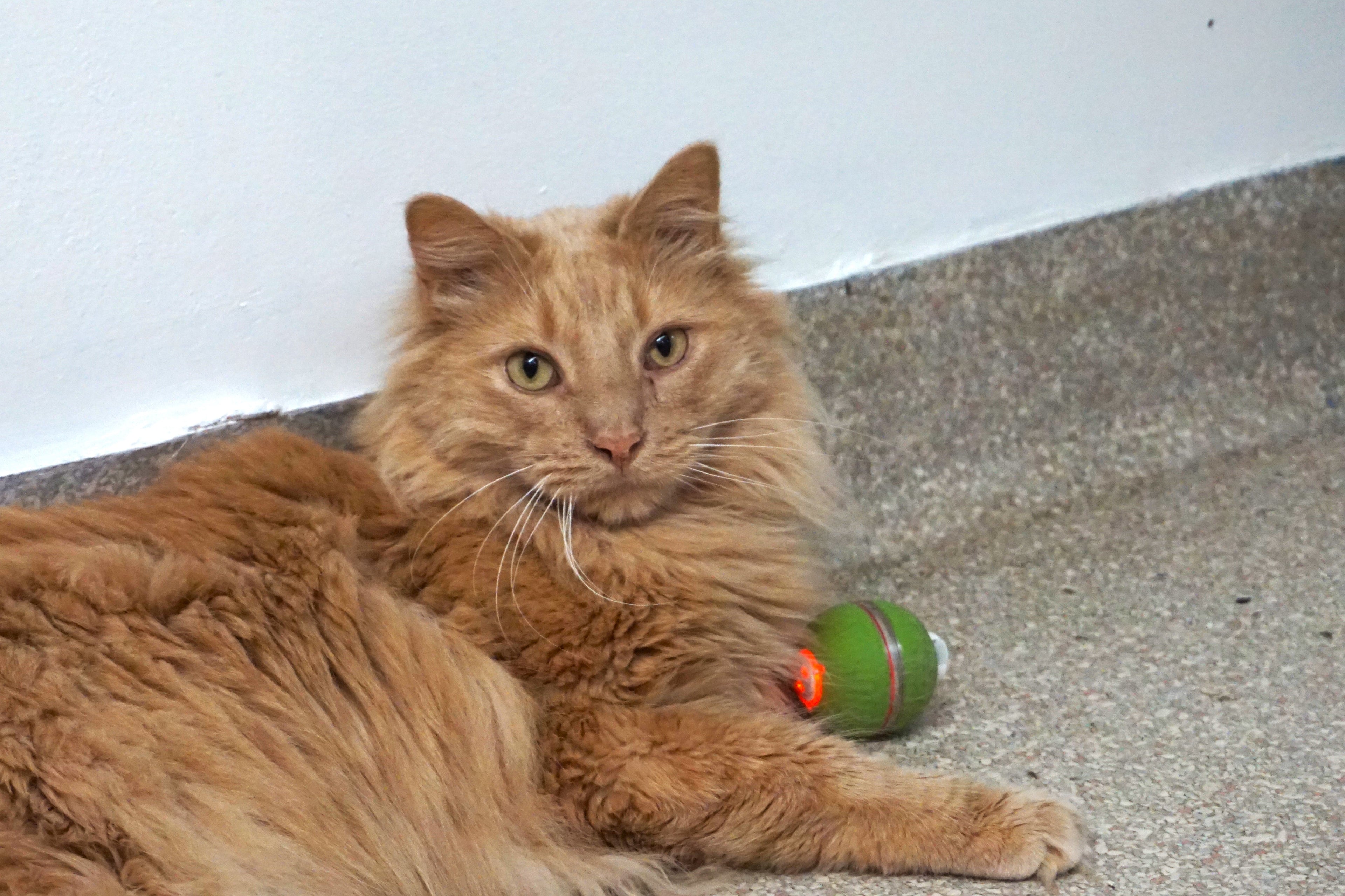 PlayKat® Interactive Bluetooth Cat Toy with App Control