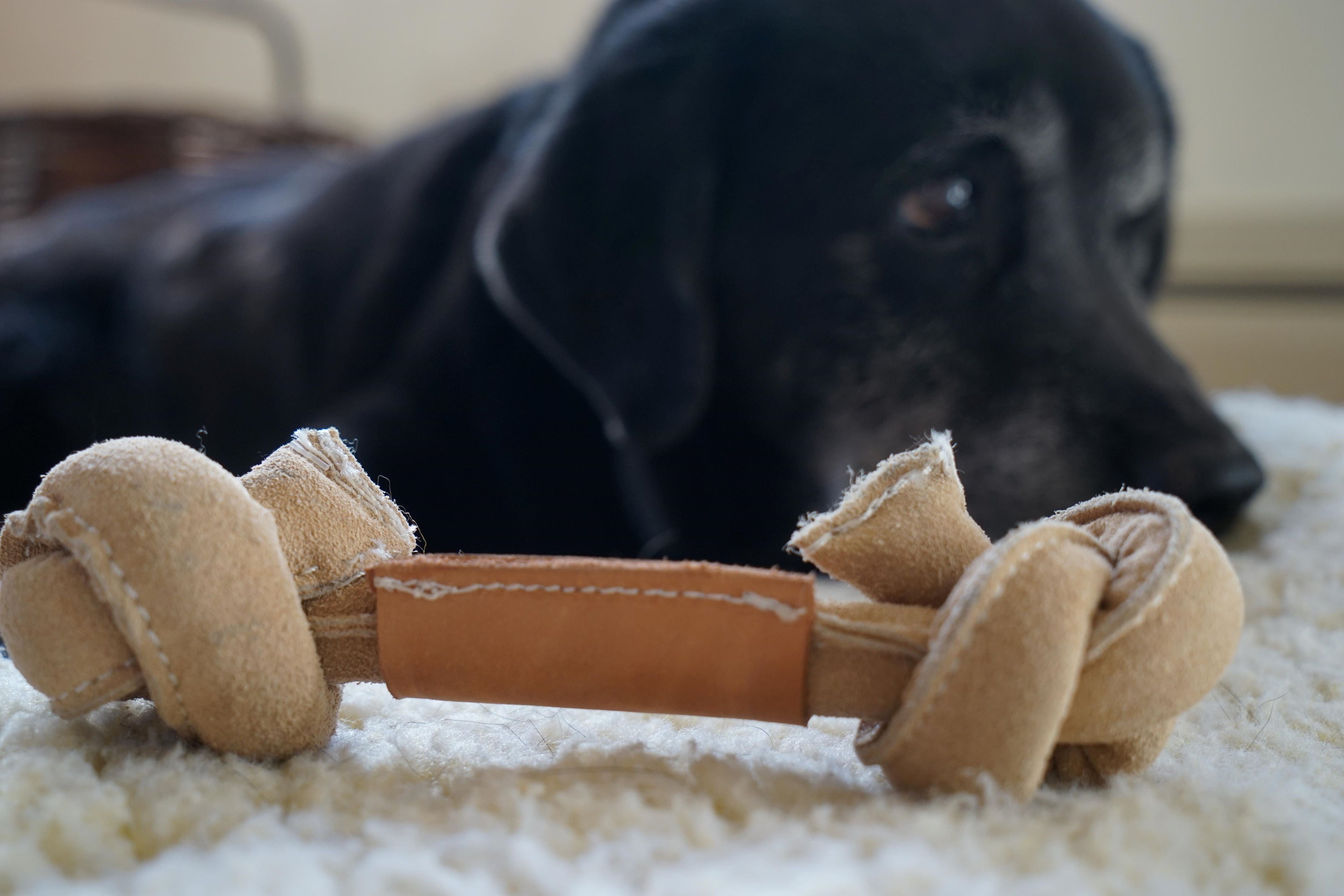 Huggle-Hide Natural Rawhide-Free Dog Bone with Cotton Rope Core