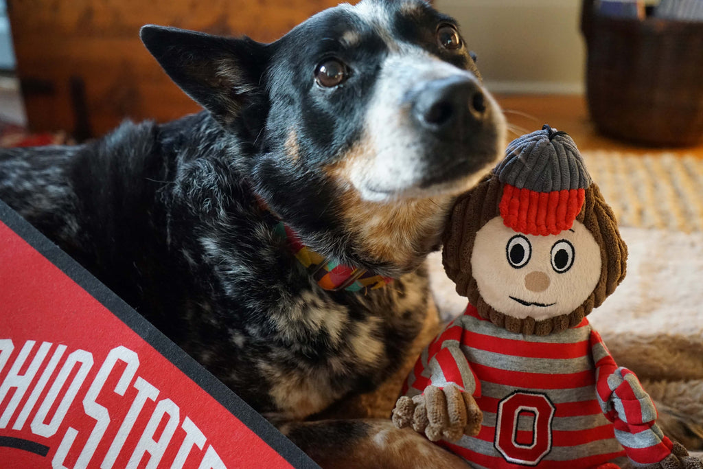 Ohio State Brutus Buckeye Knottie Plush Dog Toy