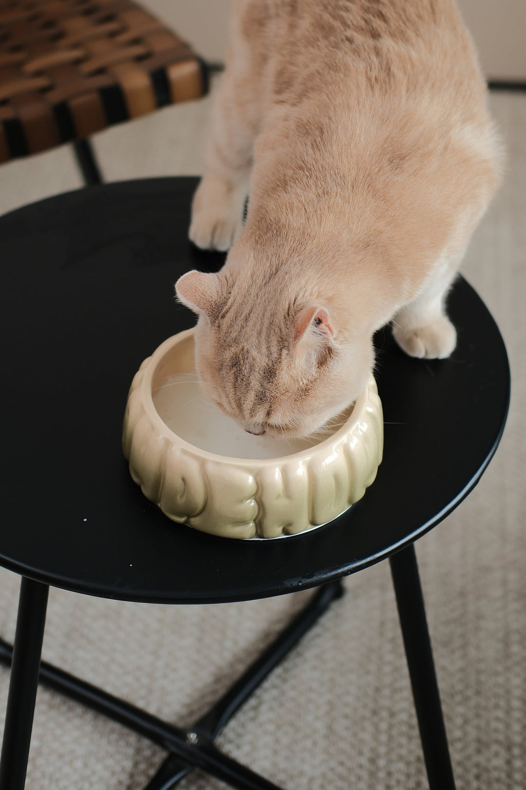Ceramic Pet Bowl with Spill-Proof Rim, Olive Gradient, 25.4 fl oz