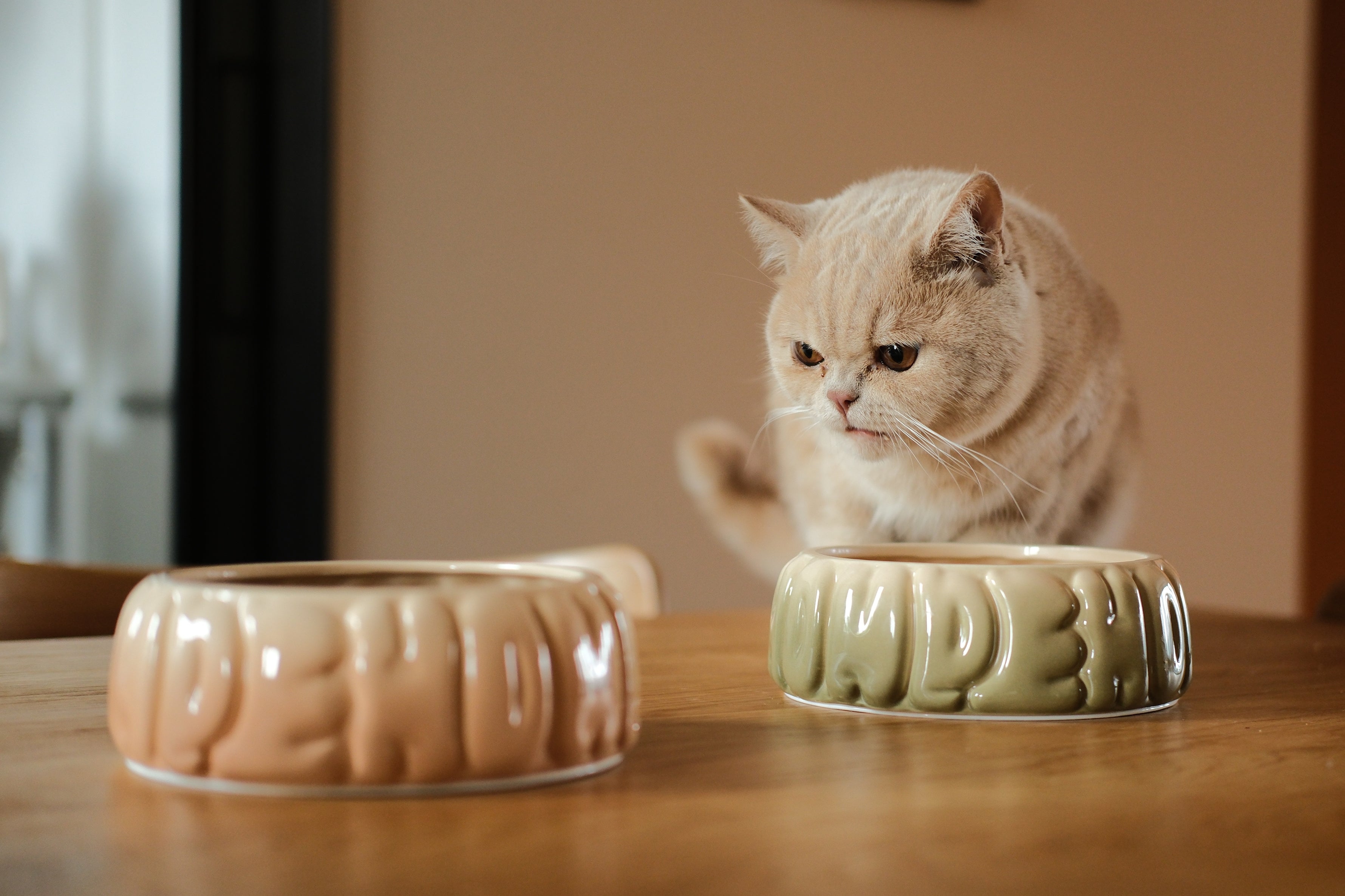 Ceramic Pet Bowl with Spill-Proof Rim, Olive Gradient, 25.4 fl oz