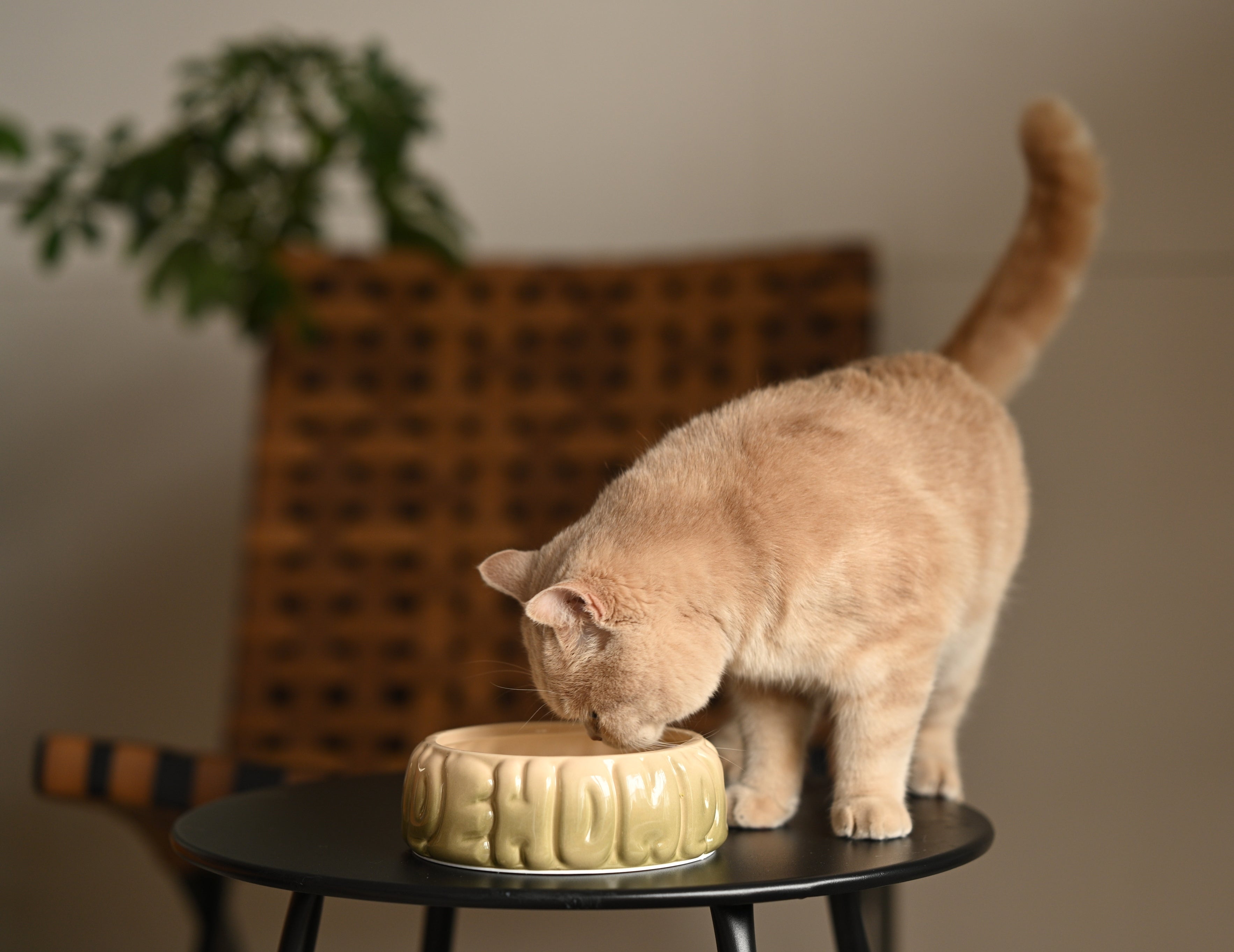 Ceramic Pet Bowl with Spill-Proof Rim, Olive Gradient, 25.4 fl oz