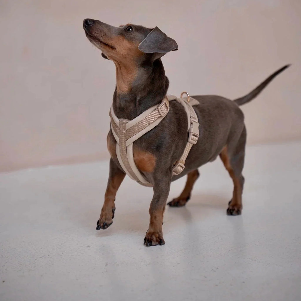 Velvet Dog Harness with Adjustable Fit and Gold Hardware