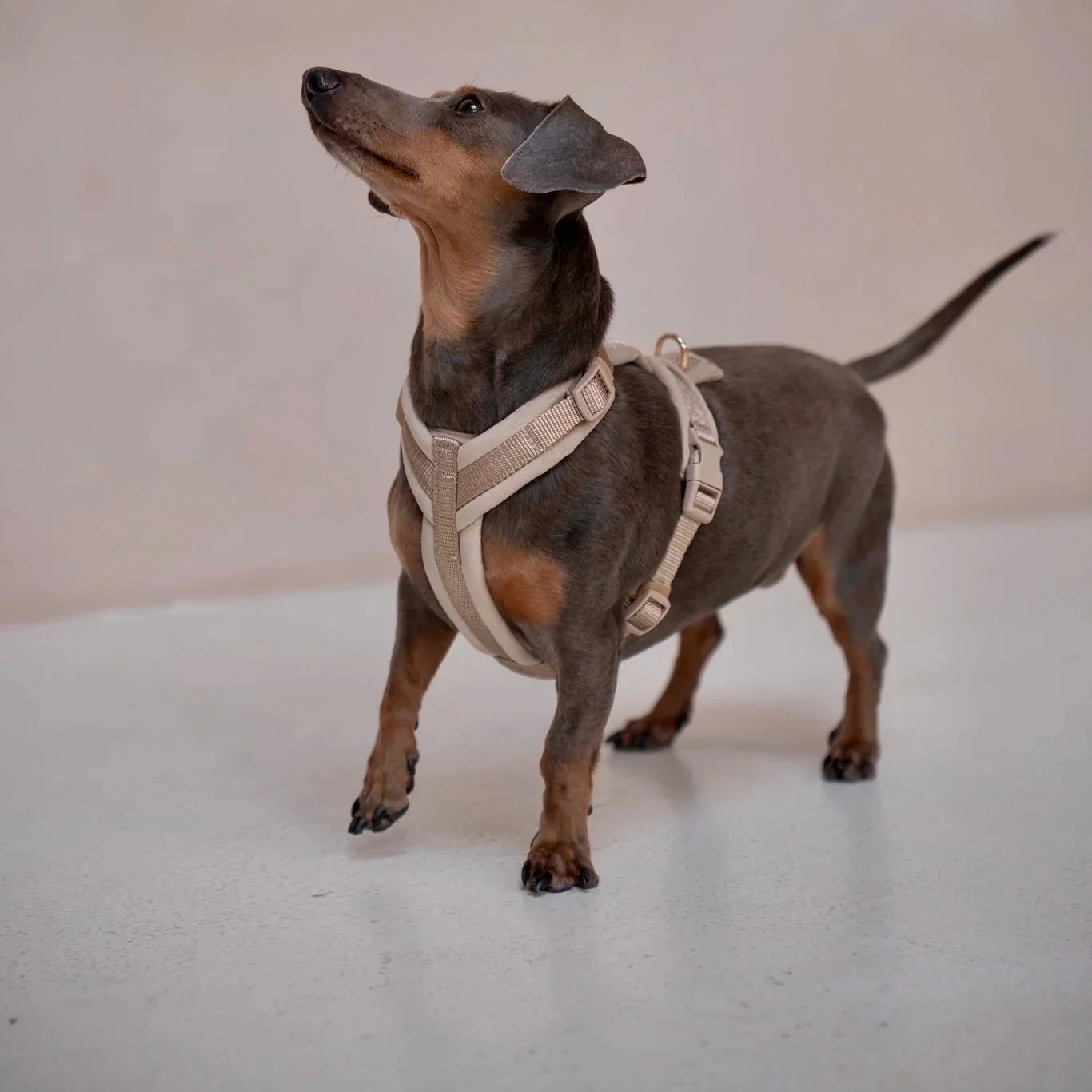 Velvet Dog Harness with Adjustable Fit and Gold Hardware