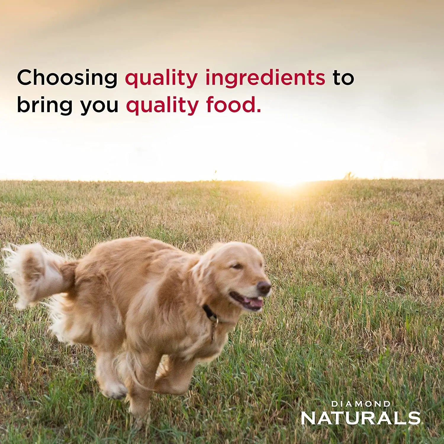 Chicken & Rice Puppy Food for Small and Medium Breeds, Tiny Kibble