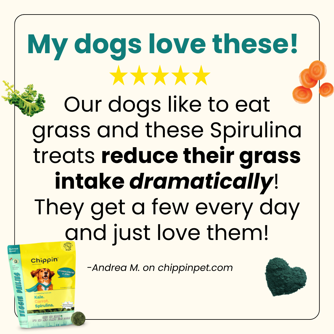 Spring Support Bundle for Dogs – Skin, Coat & Digestive Health