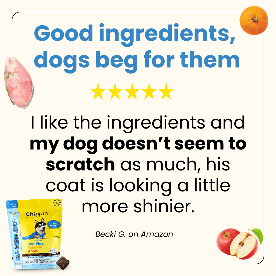 Spring Support Bundle for Dogs – Skin, Coat & Digestive Health