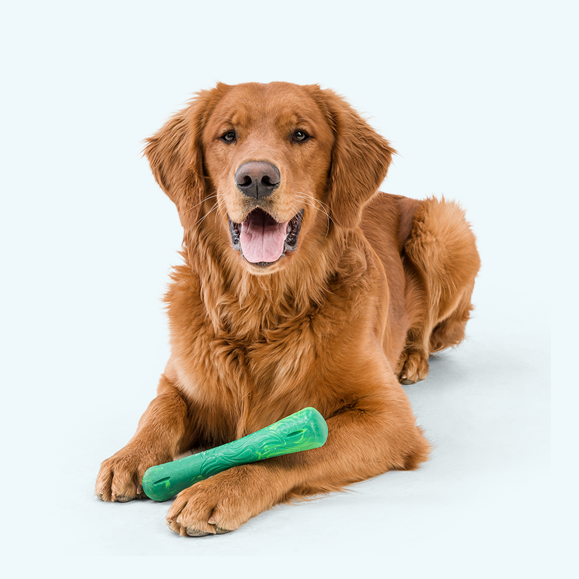 Drifty Dog Bone Toy for Moderate Chewers, Non-Toxic Seaflex Material