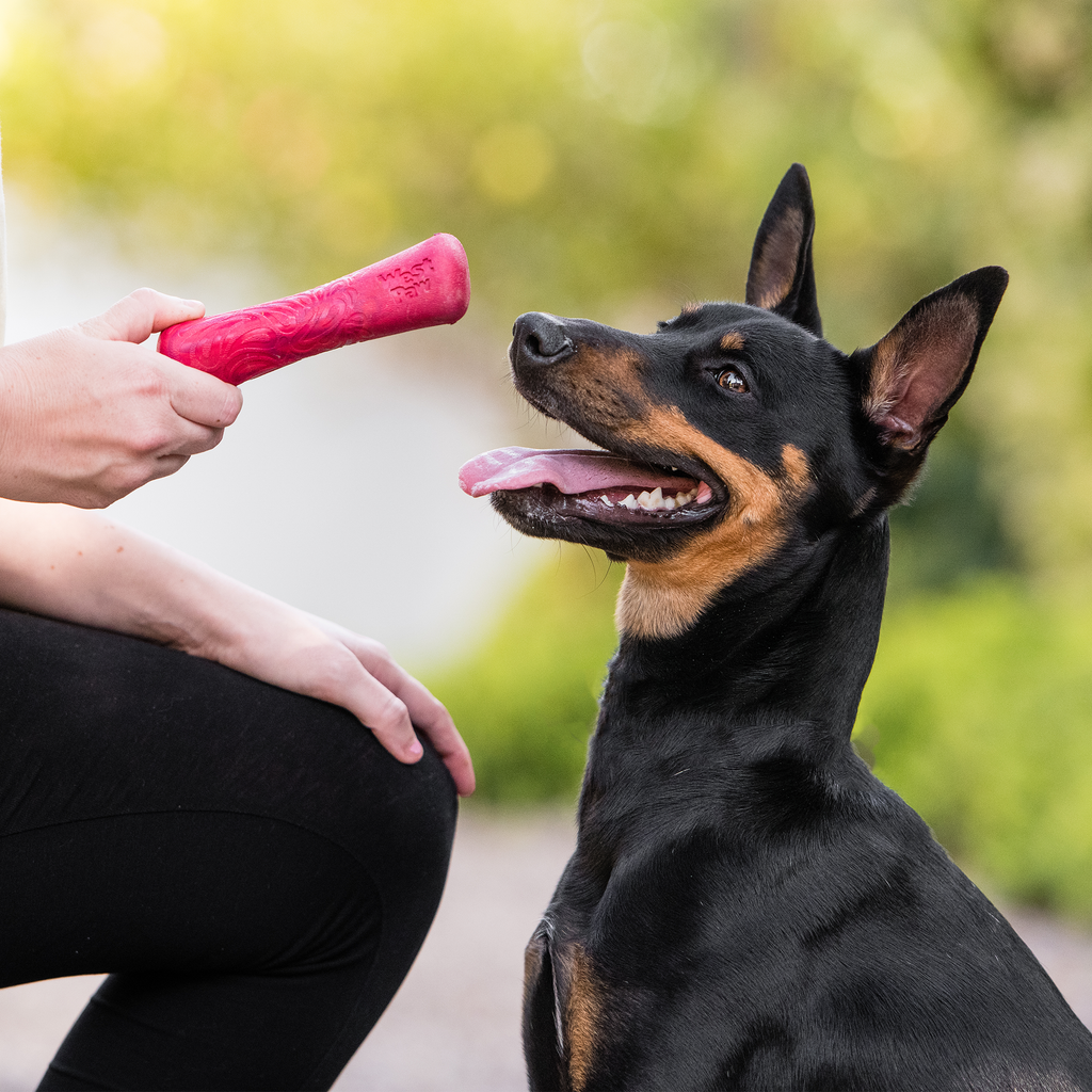 Drifty Dog Bone Toy for Moderate Chewers, Non-Toxic Seaflex Material