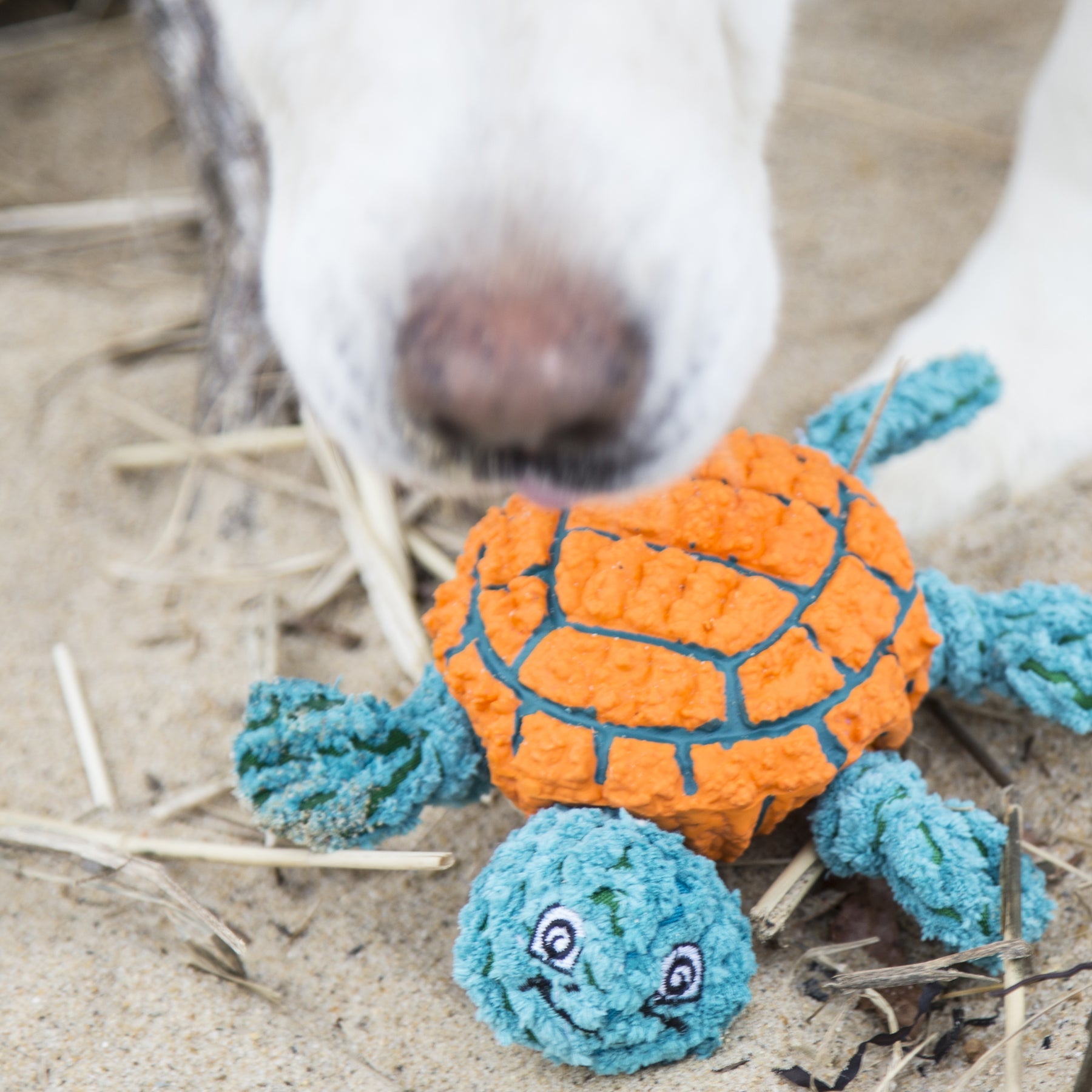 Dude Turtle Plush and Ruff-Tex Dog Toy, 7.5"