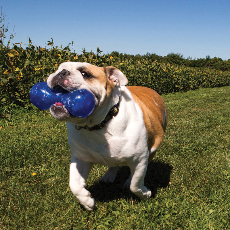 KONG Squeezz Dumbbell Dog Toy with Recessed Squeaker