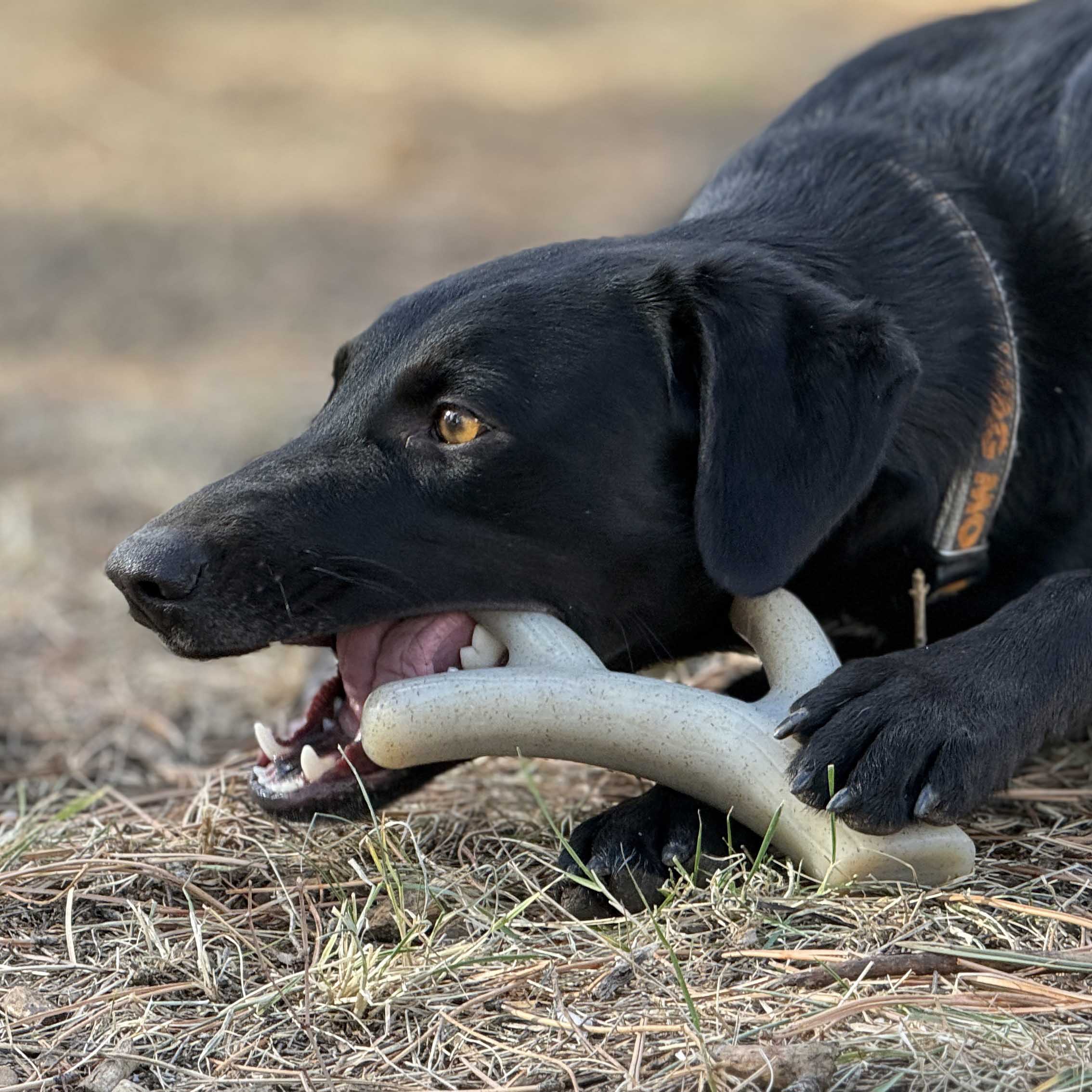 Ever Antler Nylon Chew Bone for Aggressive Chewers, Large Size