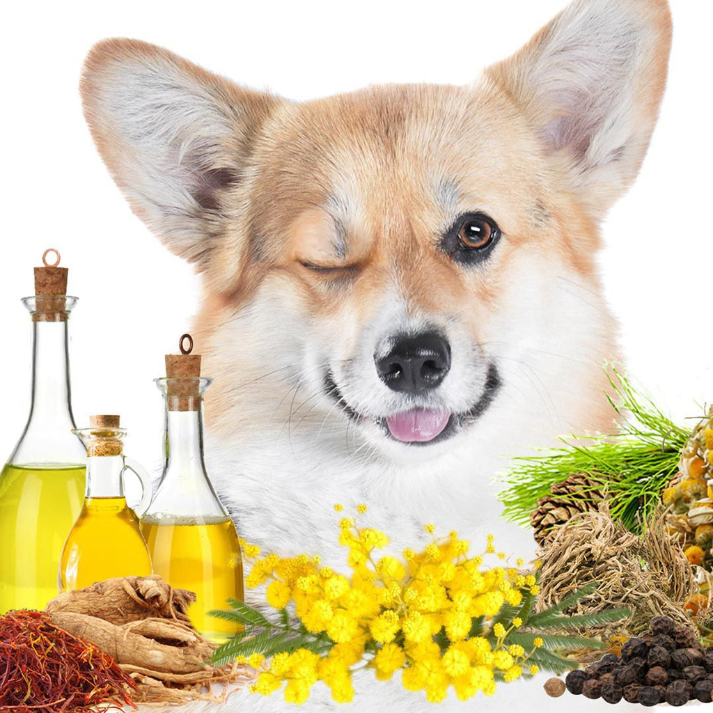 First Sniff Dog Cologne with Mimosa and Musk Scent