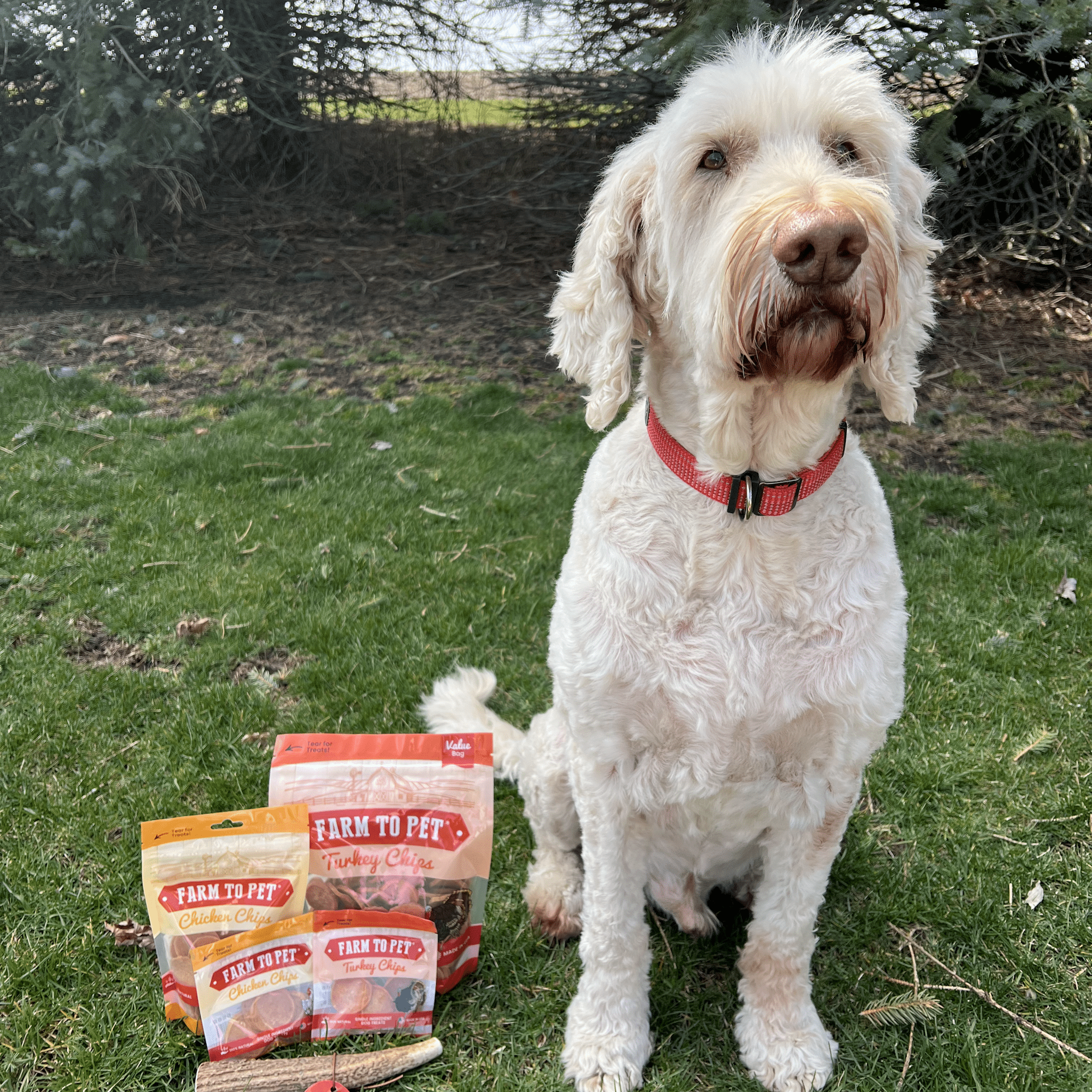 Pet E-Gift Card – Digital, $25, $50, or $100
