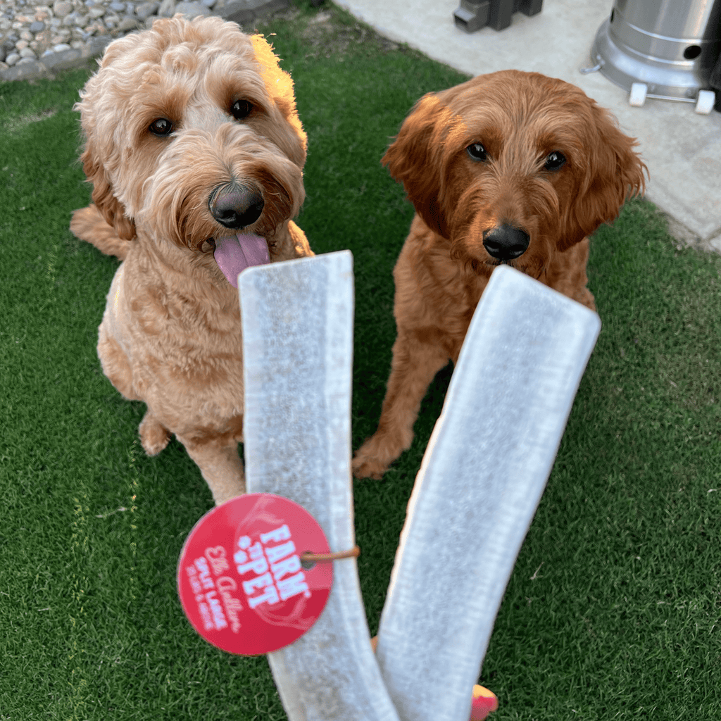 Elk Antler Dog Chew – Split or Whole, Wild-Gathered in Wyoming