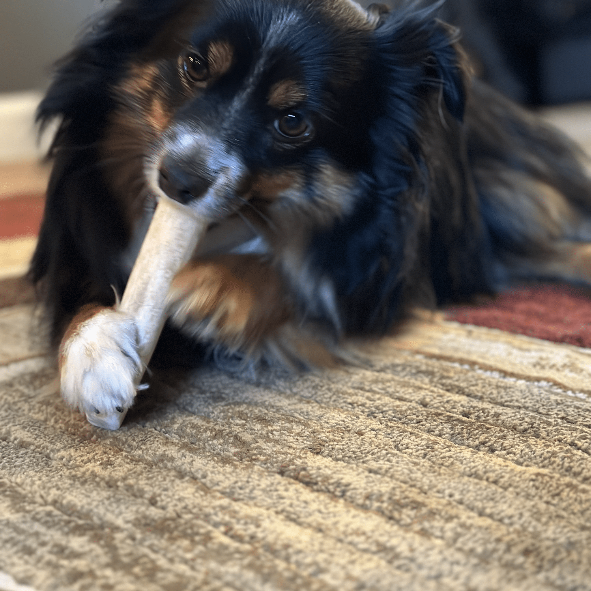 Elk Antler Dog Chew – Split or Whole, Wild-Gathered in Wyoming