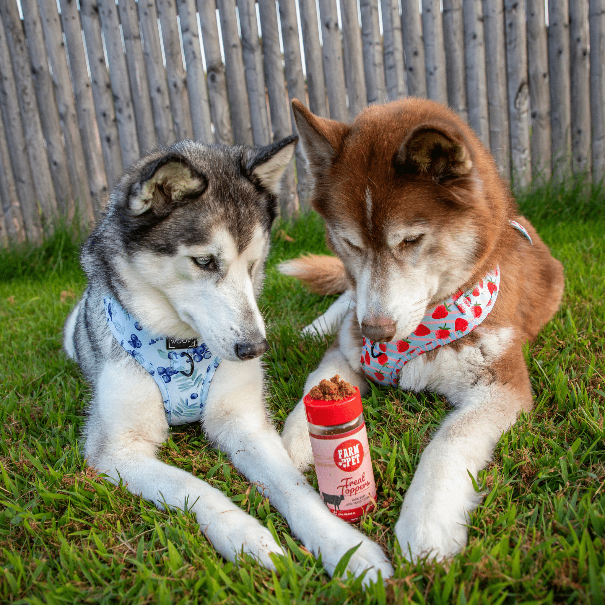 Beef Treat Topper Powder for Dogs and Cats, Single Ingredient