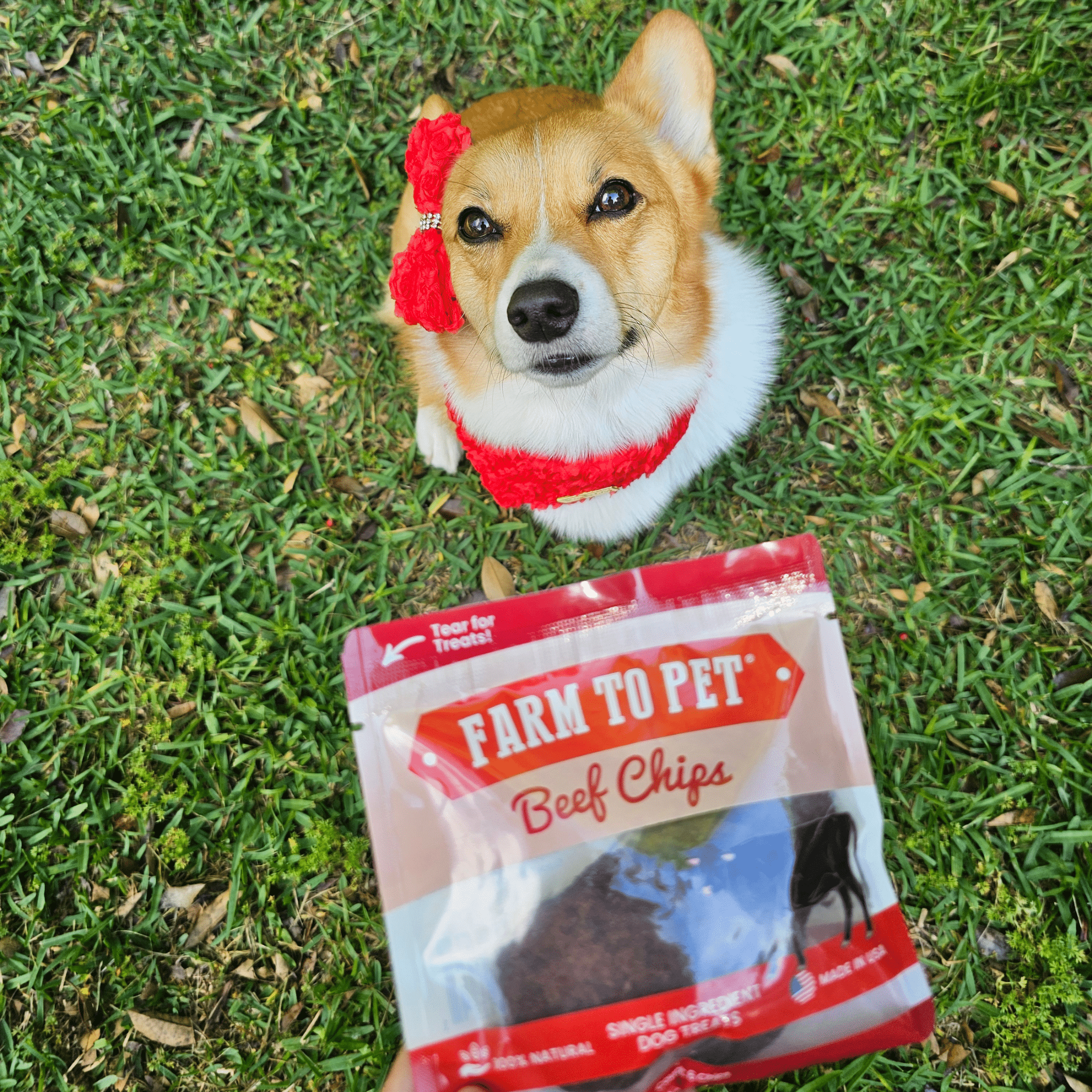 Beef Chip Snack Pack Bundle for Dogs & Cats, 6-Pack