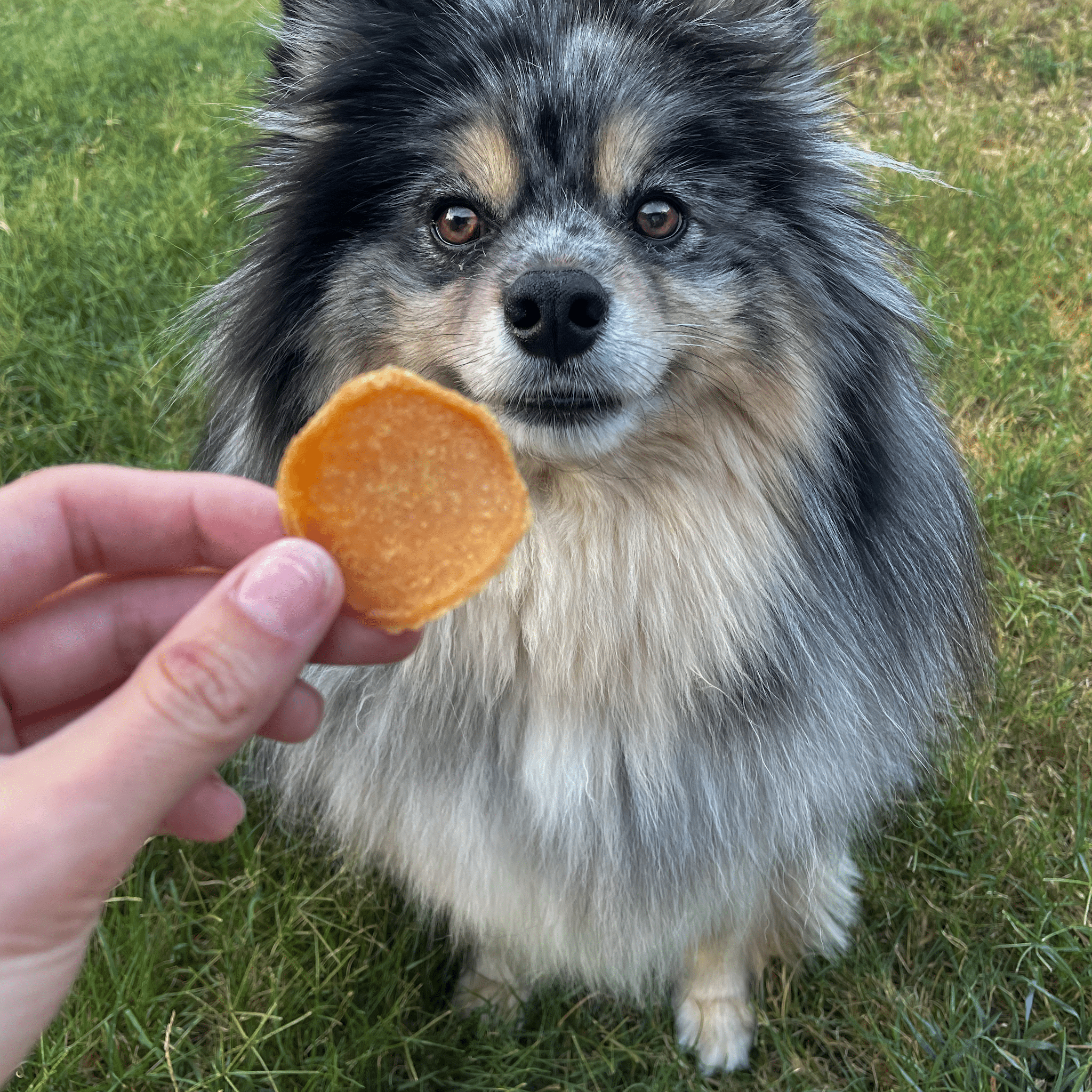 Chicken Chips Single-Ingredient Pet Treats for Dogs & Cats