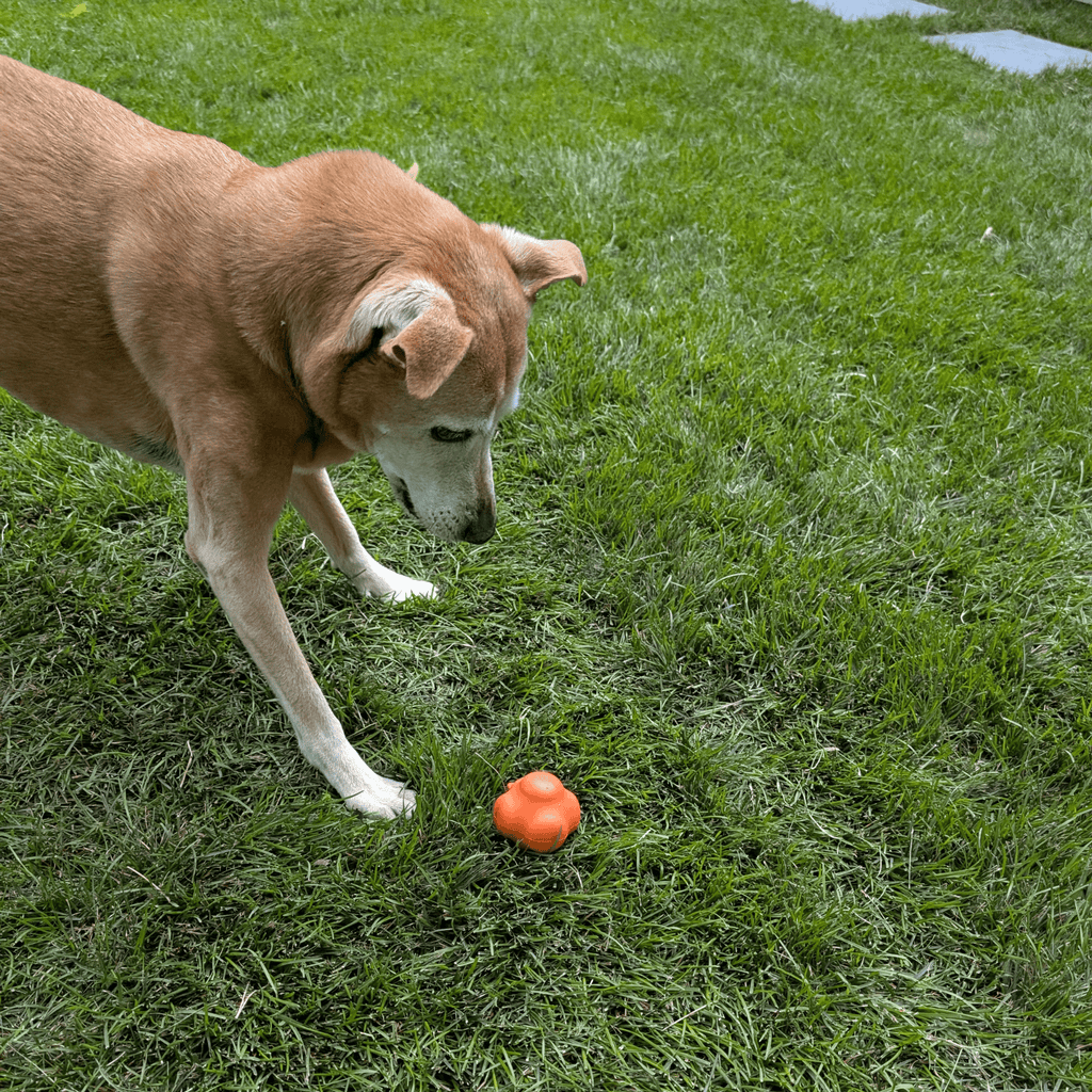 Durable Dog Balls – Floating, Glow, Squeaky, or Light-Up Options