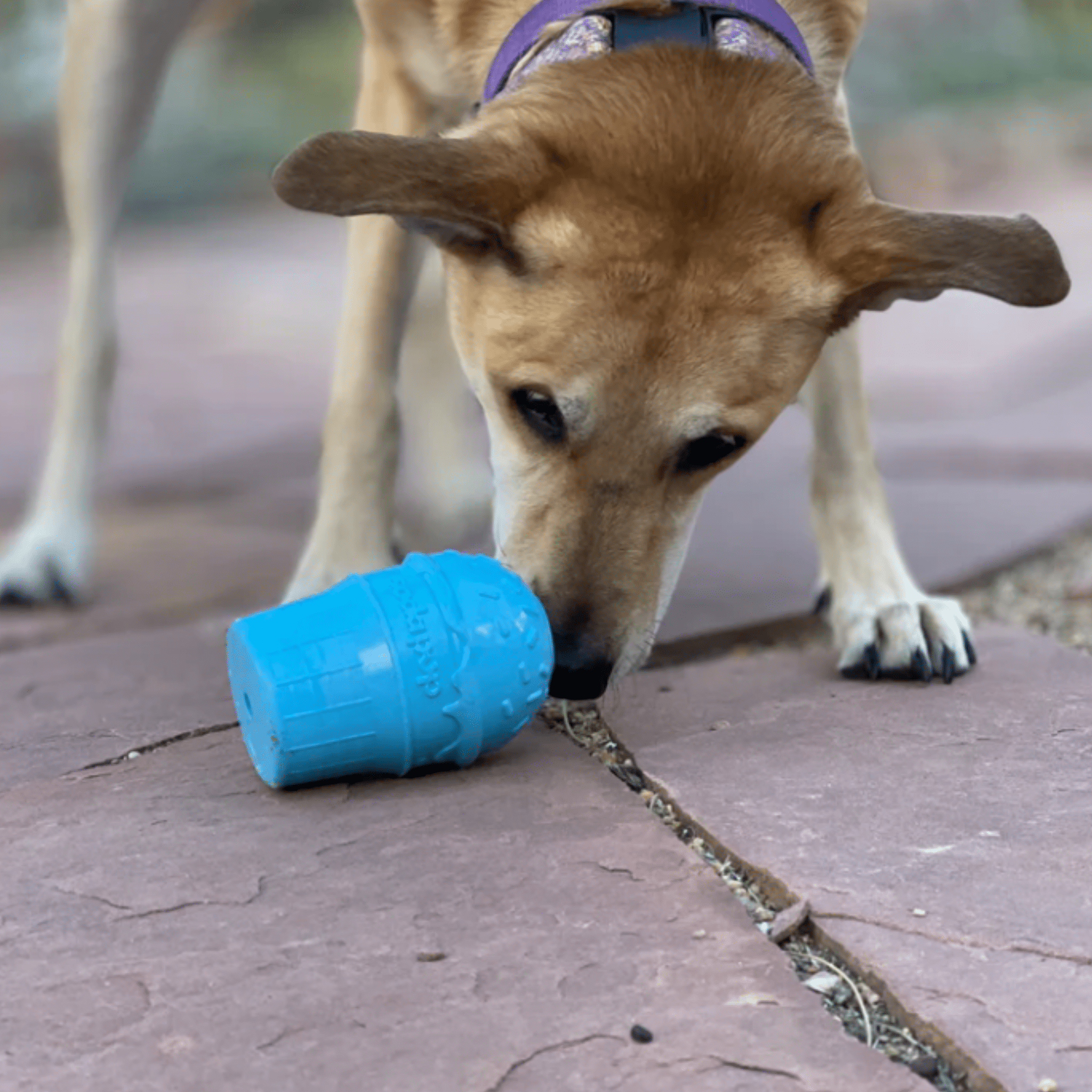 SodaPup Dog Treat Dispenser for Medium to Large Dogs