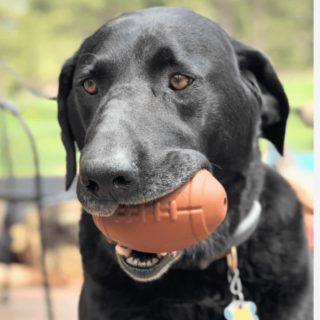 SodaPup Dog Treat Dispenser for Medium to Large Dogs